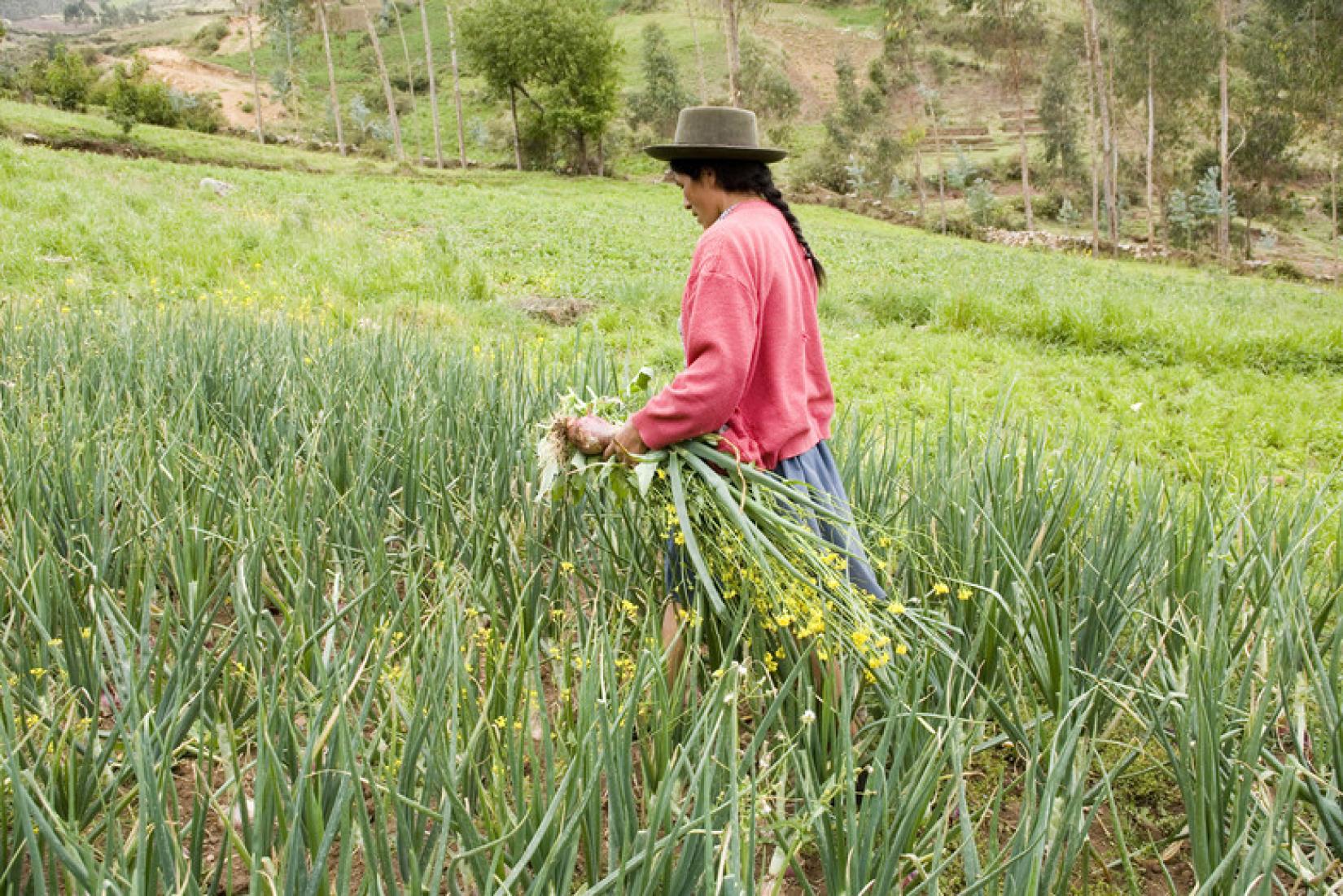 Agricultora no Peru. Foto: IFAD/Pablo Corral Vega