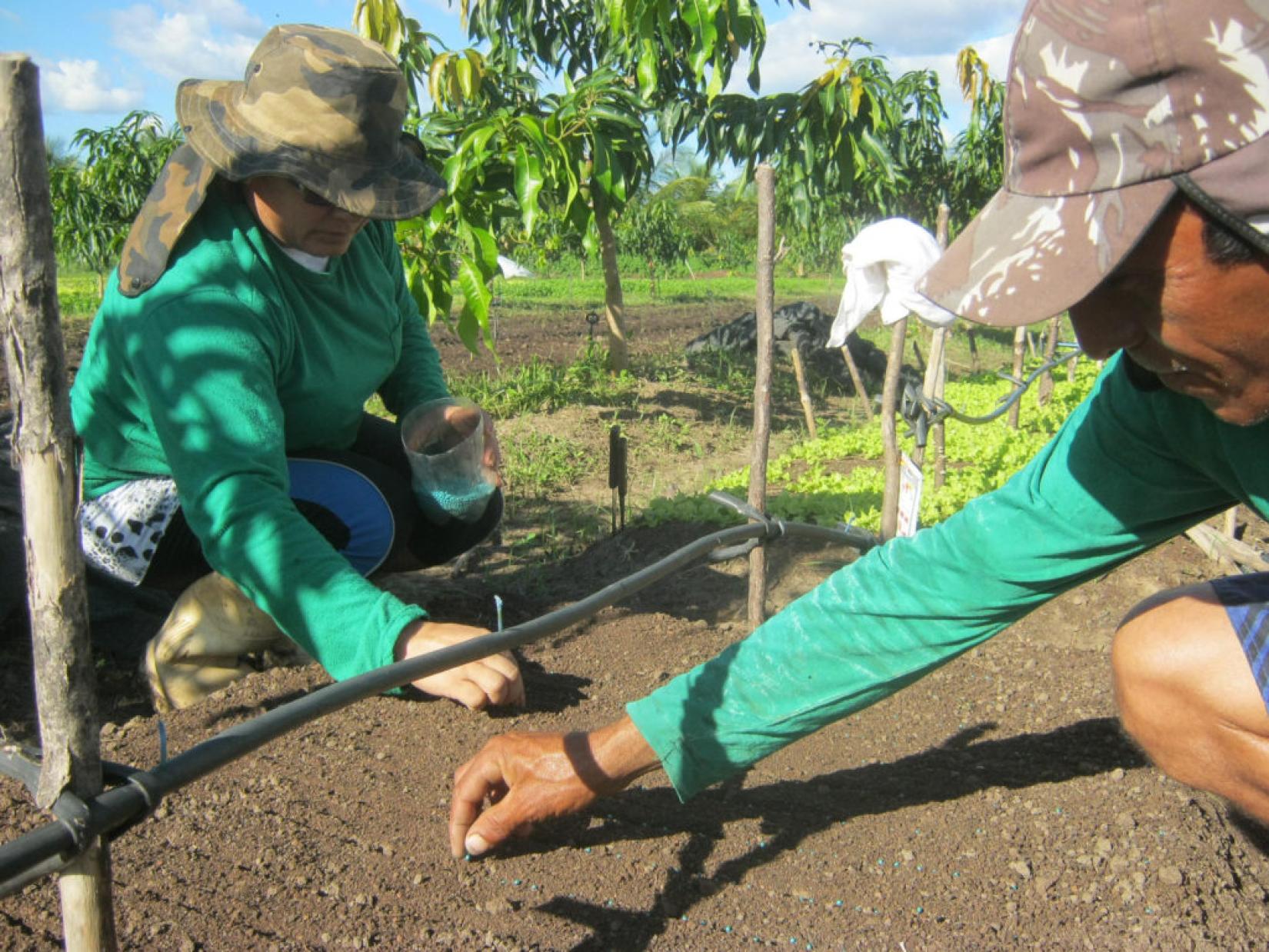 Agricultores semeando alface crespa. Foto: Flickr/ Orgânicos do Pivas (Creative Commons)