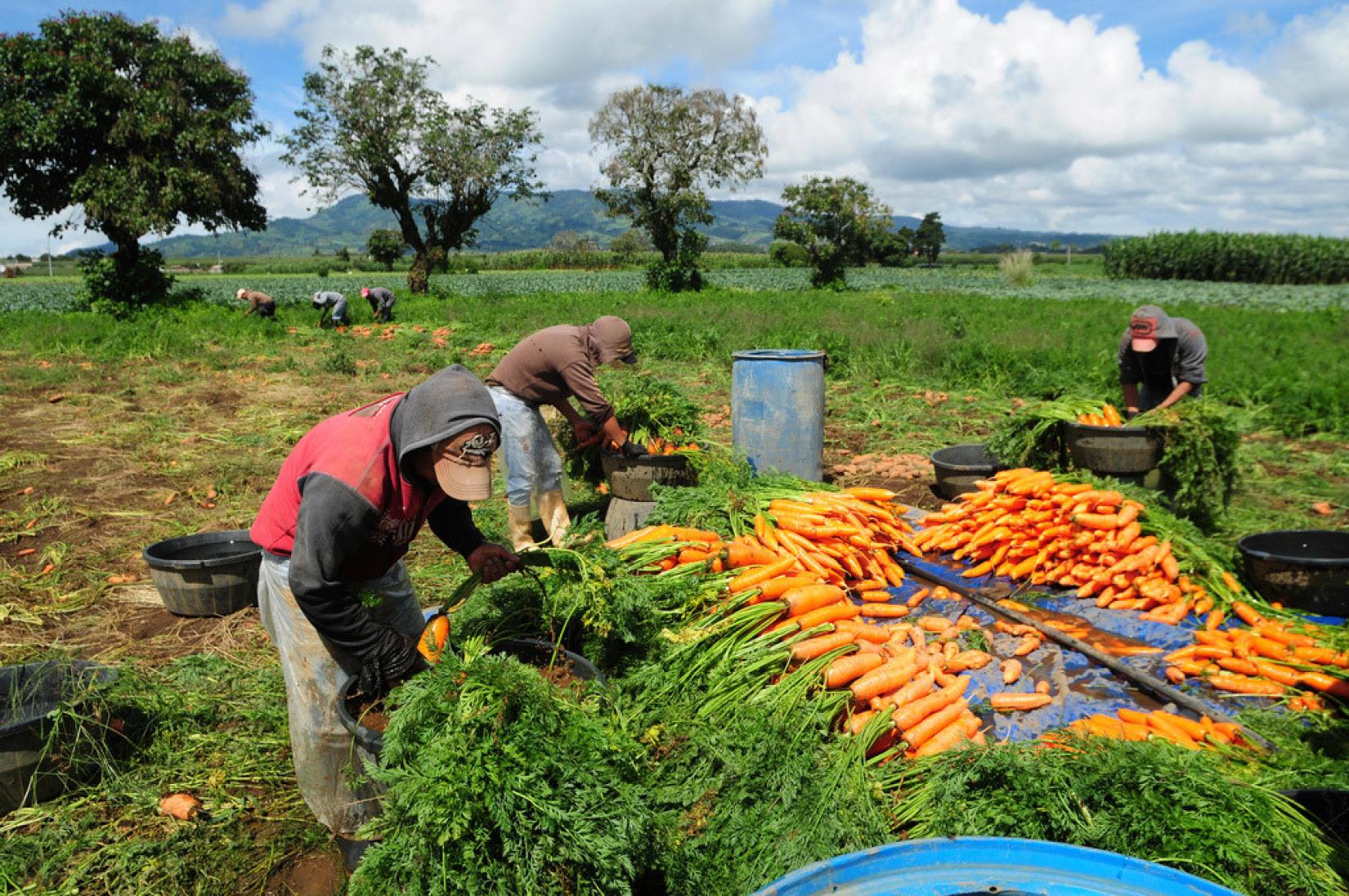 Trabalhadores agrícolas colhem cenouras em uma fazenda em Chimaltenango, Guatemala. Foto: Banco Mundial/Maria Fleischmann