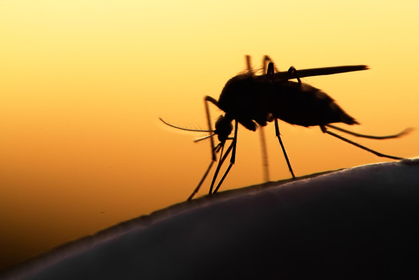 A doença é transmitida  pela picada de fêmeas de mosquitos do gênero Anopheles infectados pelo parasito, o Plasmodium. Foto: Blog  do Ministério da Saúde