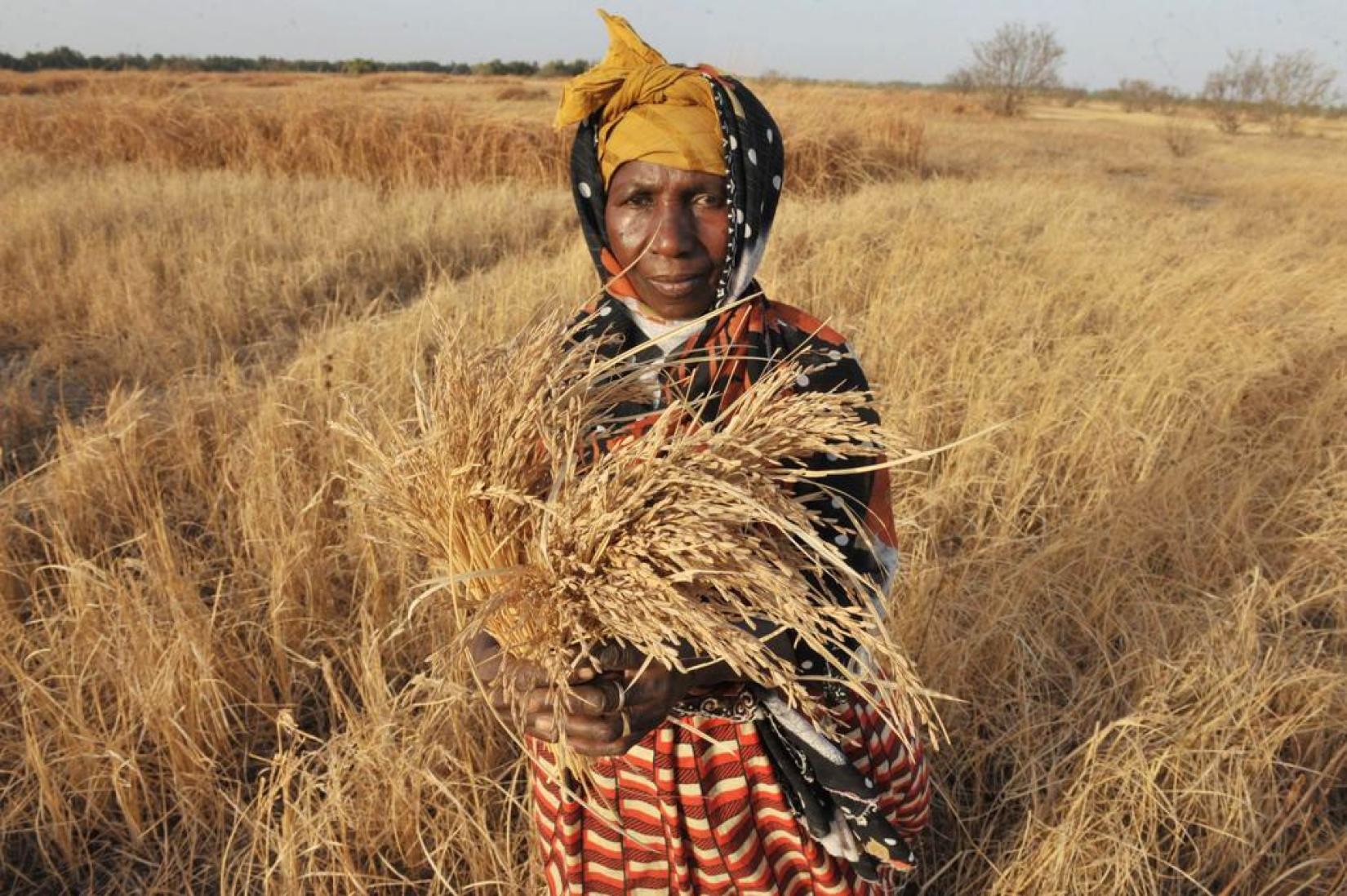 Uma agricultora da Gâmbia mostra um turfo seco de arroz durante o período de seca. Foto: FAO/Seyllou Diallo