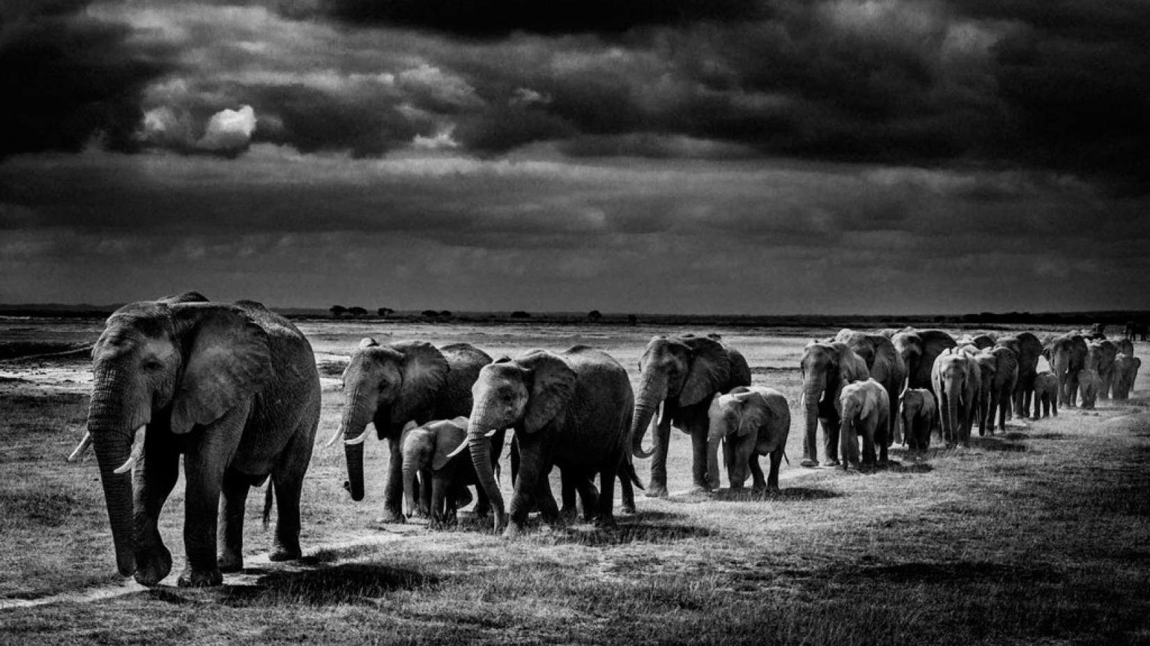 De 2010 a 2012, cerca de 100 mil elefantes foram mortos, segundo estimativas do CITES. Foto: wildlifeday.org