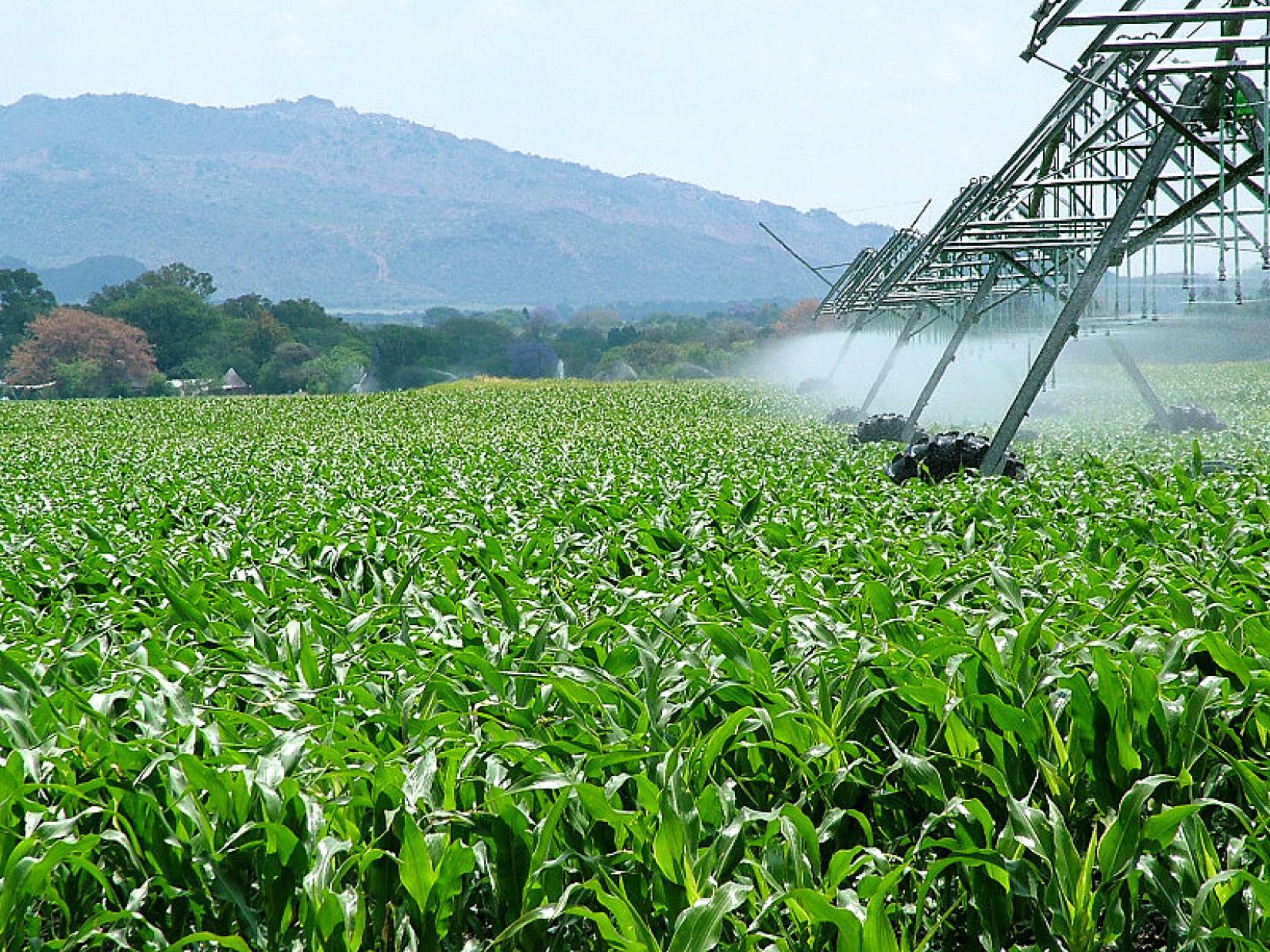 Segundo os especialistas da ONU, cinco dos dez pesticidas mais vendidos no Brasil não são autorizados em diversos outros países devido a seus riscos à saúde humana ou ecossistemas. Foto: EBC