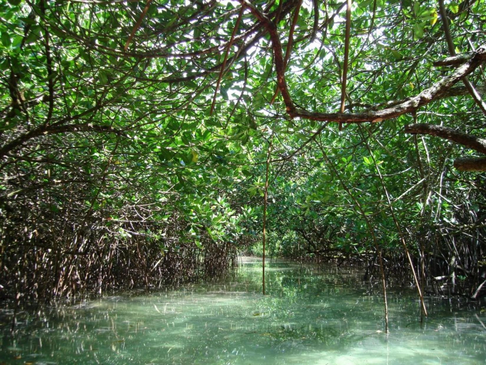 Mangues são encontrados em diversos países insulares. Na imagem, manguezal na Micronésia. Foto: Flickr (CC) / Stefan Krasowski