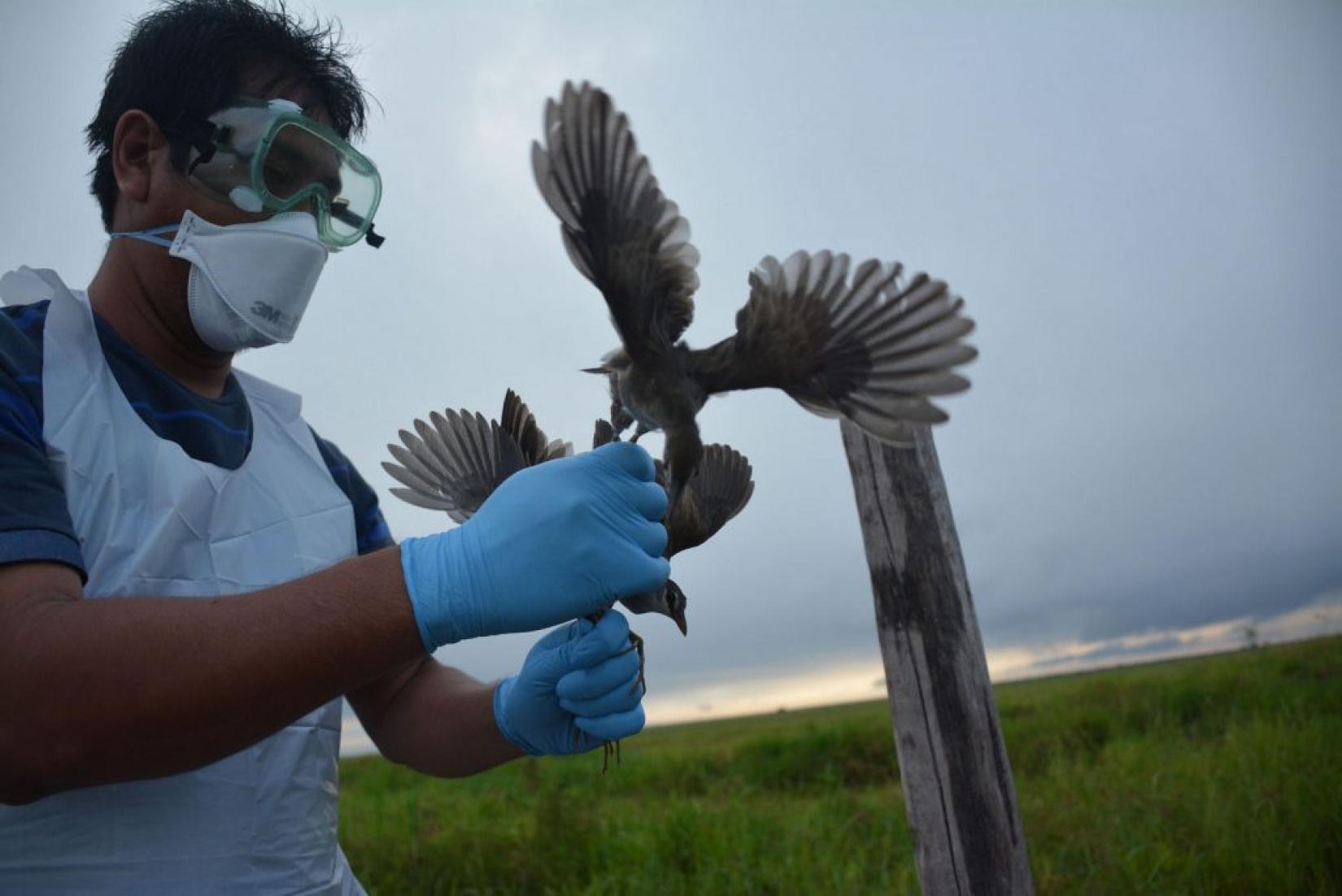 Profissional de saúde animal monitora presença de vírus da gripe aviária na Indonésia. Foto: FAO/Sadewa Sadewa