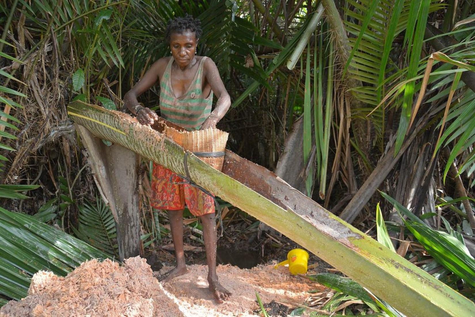 Mulher papuana na Indonésia extrai sagu de palmeira. Foto: USAID Indonesia