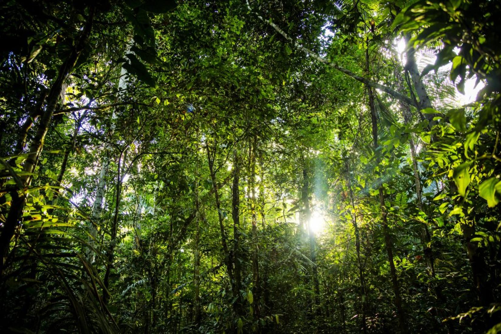 Mata fechada na Amazônia peruana. Foto: Flickr (CC)/Joseph King