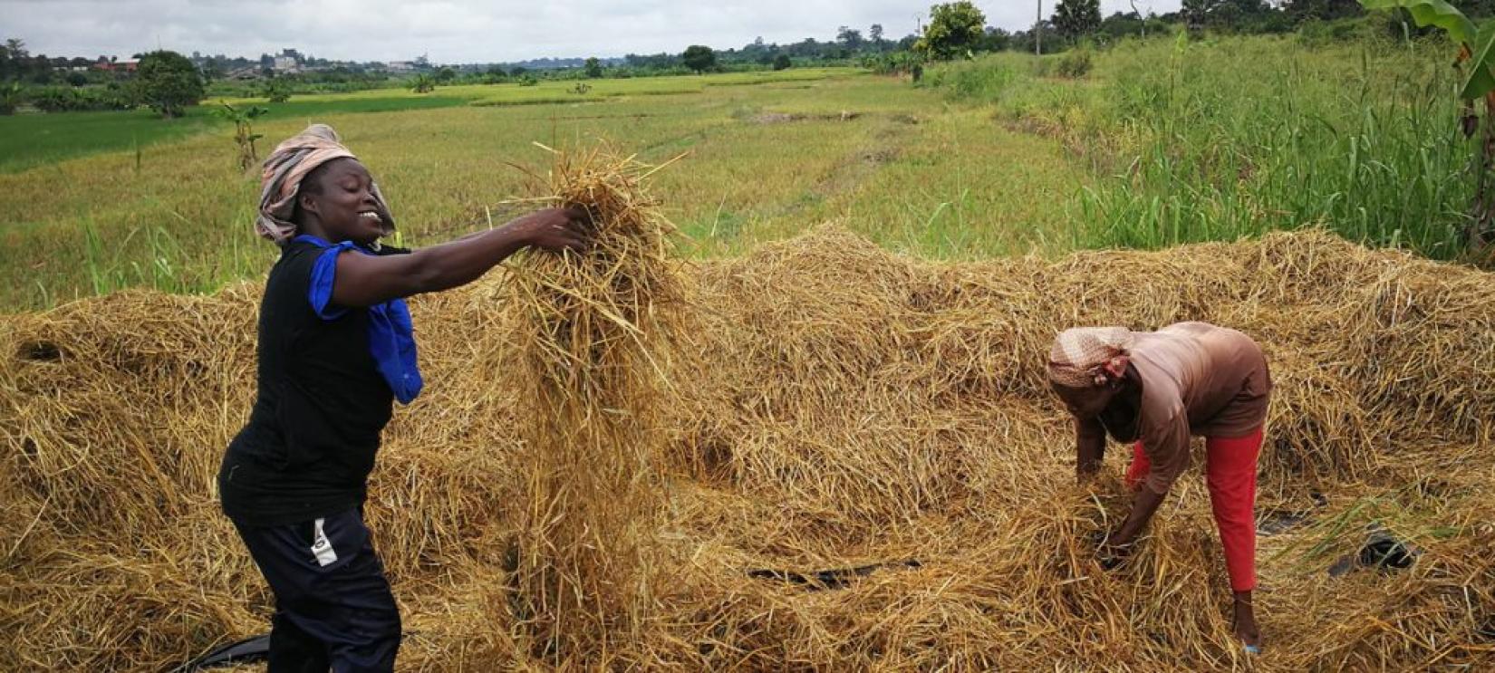 Por meio da Cooperação Sul-Sul, treinamento e orientações técnicas sobre produção de arroz foram fornecidos a agricultores africanos. Agora, a Costa do Marfim comemora uma farta colheita do produto. Foto: FAO/Wang Jinbiao