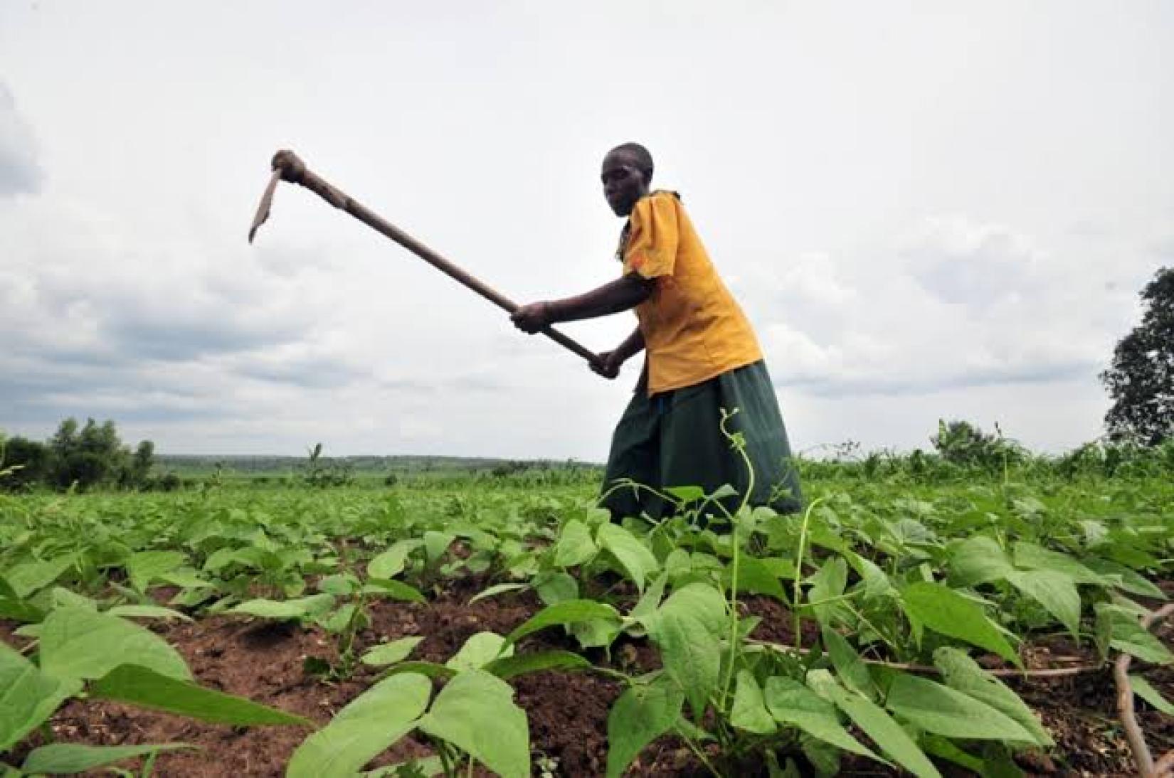 Agriculture study. Мотыжное земледелие туарегов. Земледелие в Африке. Тропическое земледелие. Африканский фермер.