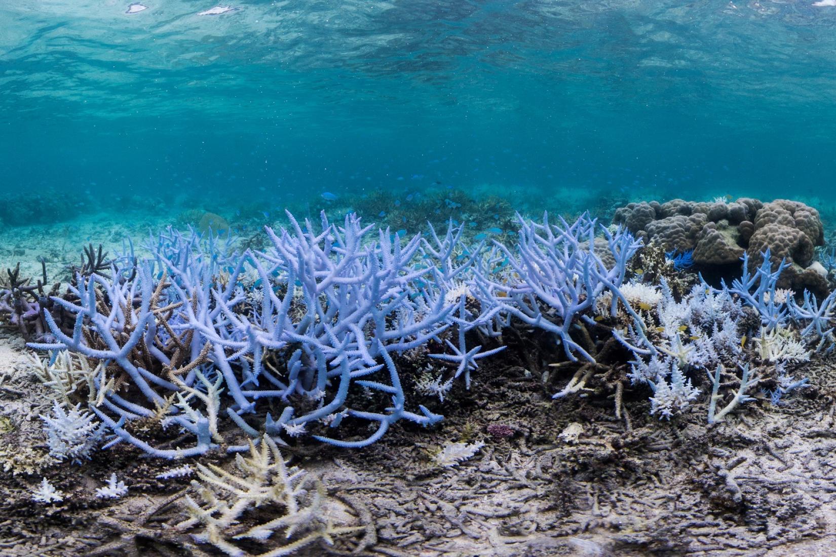 Os corais estão na linha de frente da crise climática devido à sua sensibilidade ao aquecimento dos mares. Até 50% dos recifes de coral já foram perdidos.