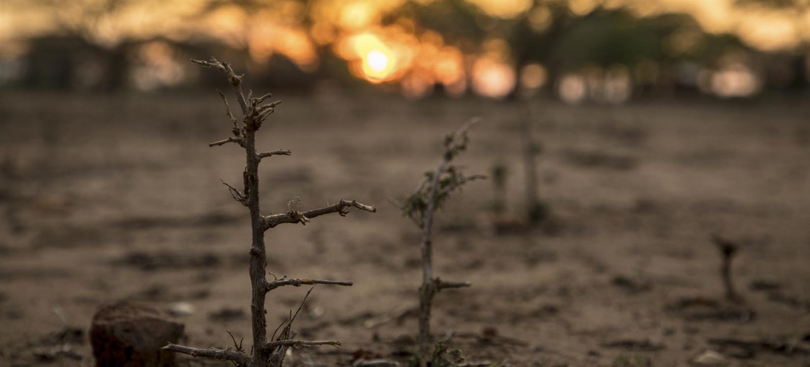 Aumento de temperatura deve levar a secas mais frequentes, como esta no Zimbabué.