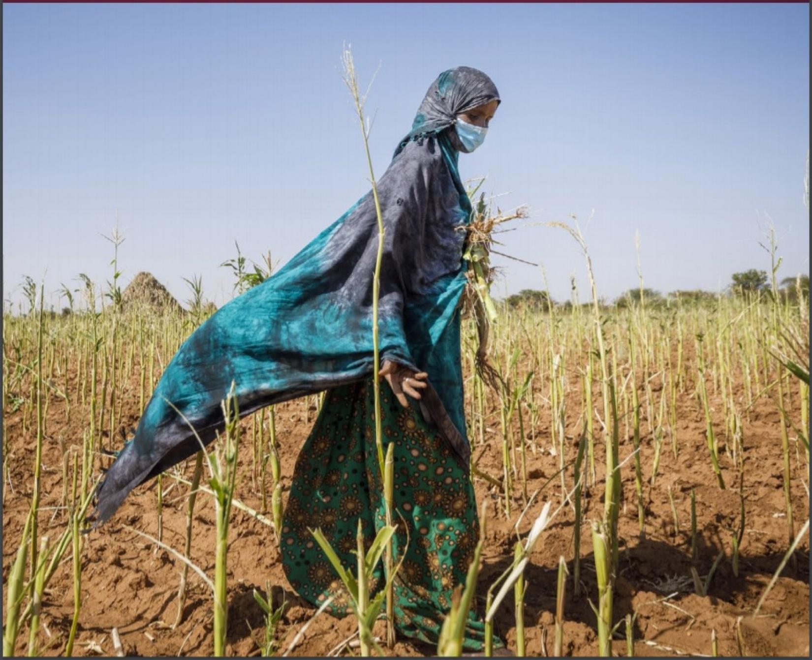 Novo relatório da FAO constata que as perdas agrícolas causadas por desastres naturais continuam a aumentar, infligindo danos econômicos e prejudicando a nutrição.