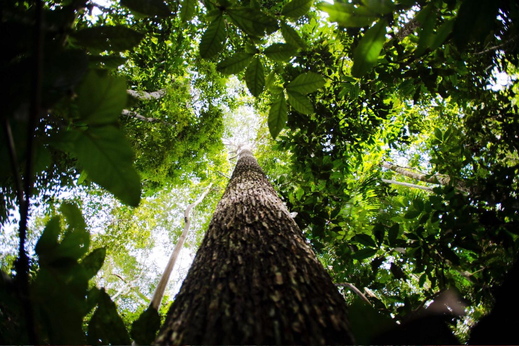 Projeto GEF busca fortalecer territórios e suas comunidades para conservação da biodiversidade na Amazônia.