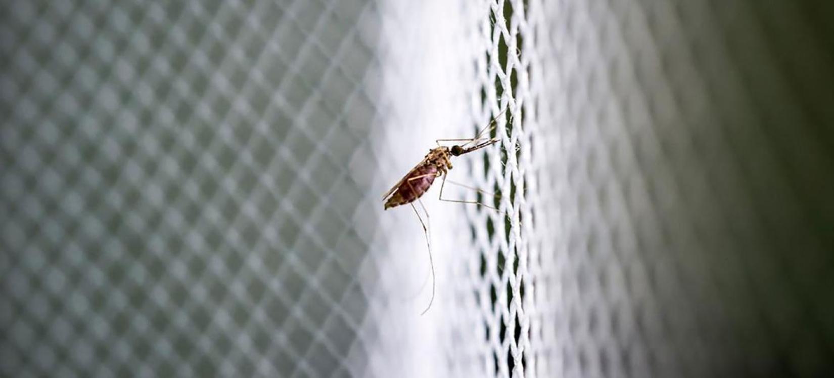 Um mosquito adulto anopheles repousa sobre uma rede.