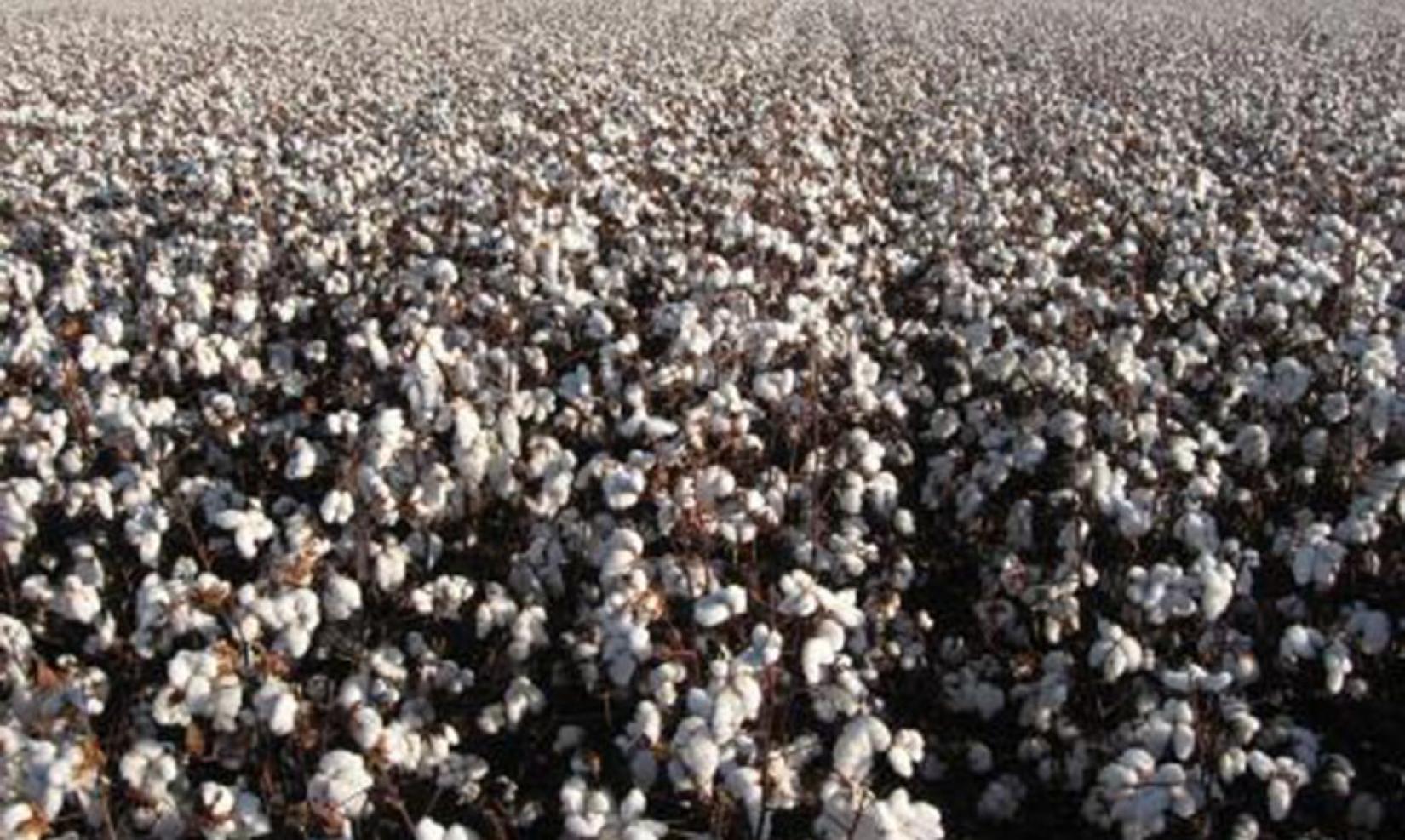 Paraguai recebe delegações do Brasil e da Colômbia para trocar experiências em inovações para a produção de algodão.