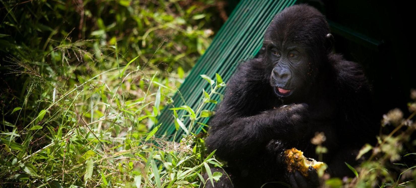 Um gorila órfão solto em seu novo habitat, no leste da República Democrática do Congo. Populações saudáveis ​​de gorilas estão se tornando cada vez mais isoladas devido à perda de habitat e conflitos em toda a região.