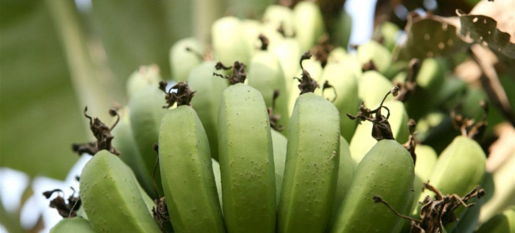 Banana, uma fonte essencial de alimentos, renda para as famílias e receitas de exportação.
