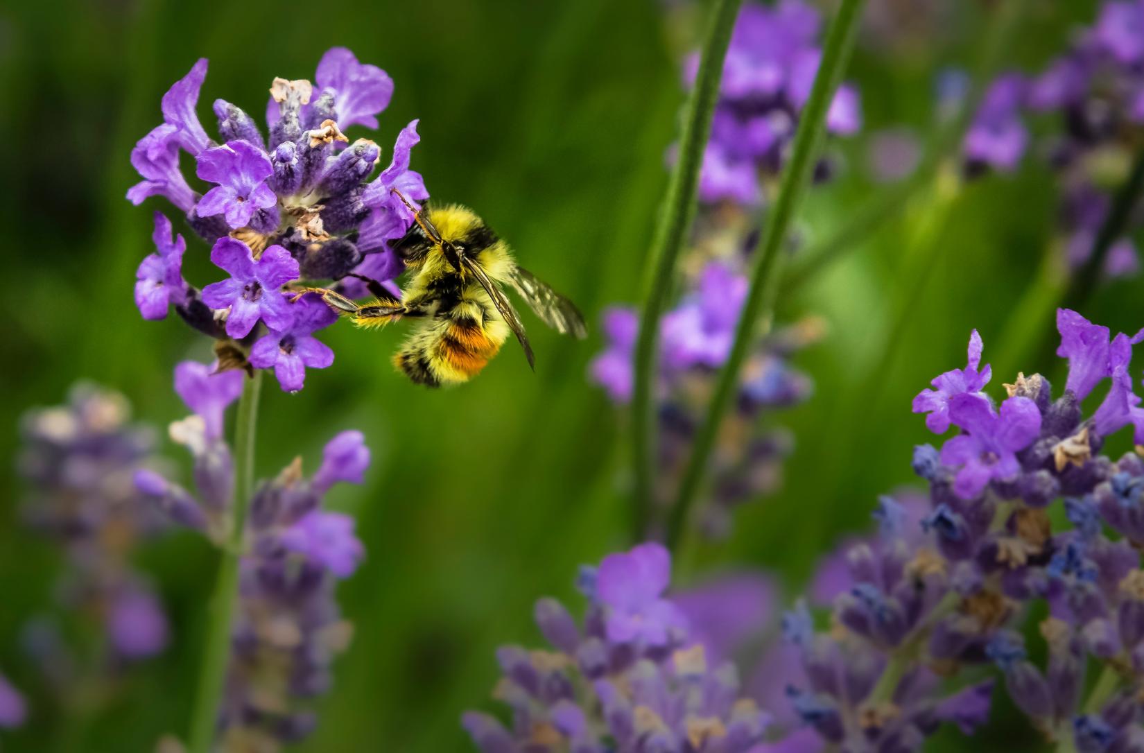 FAO celebra o Dia Mundial das Abelhas 2022 com atenção especial à proteção das abelhas e dos sistemas apícolas.