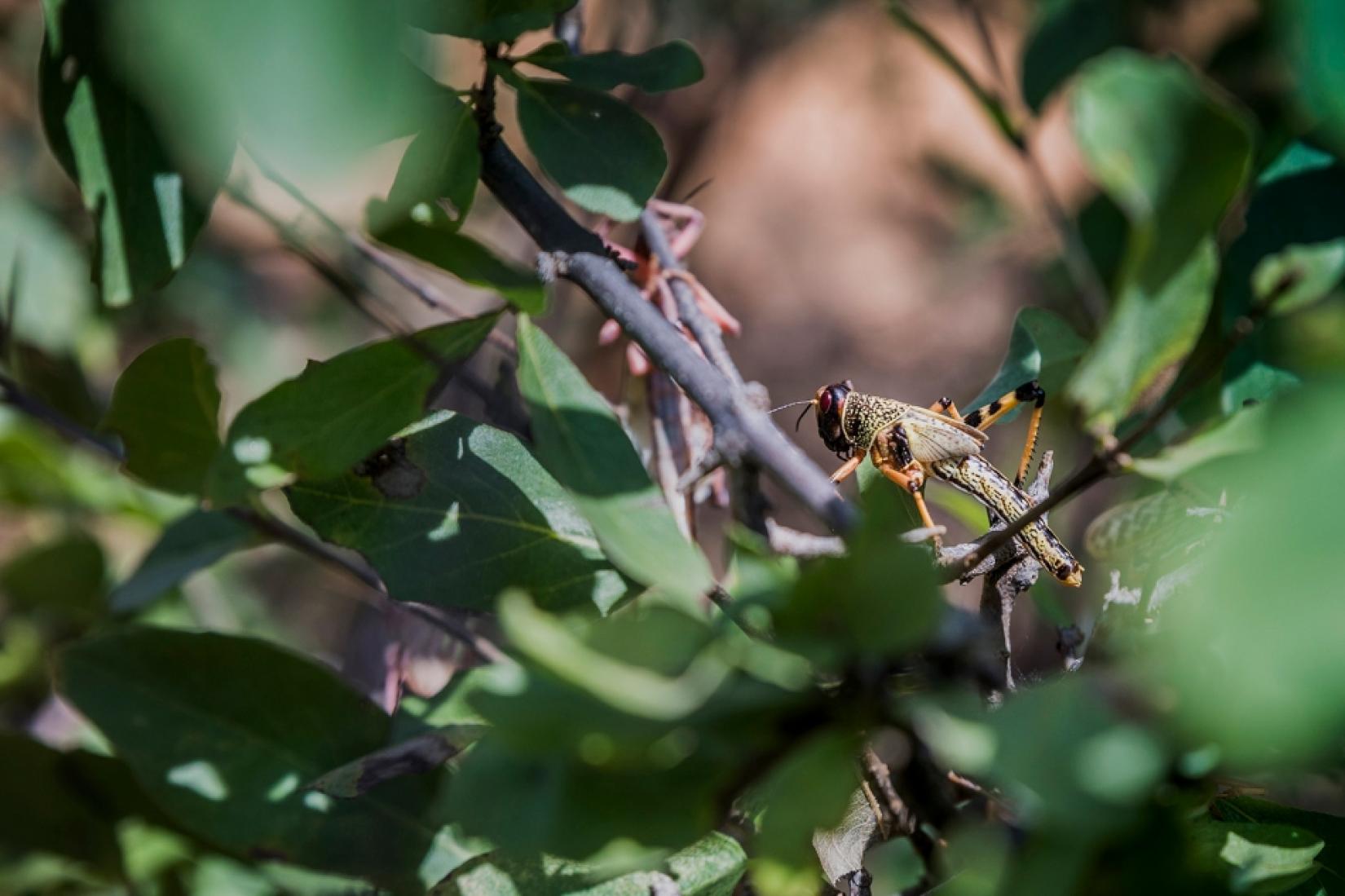 A propagação de doenças e pragas de plantas aumenta devido ao aquecimento global