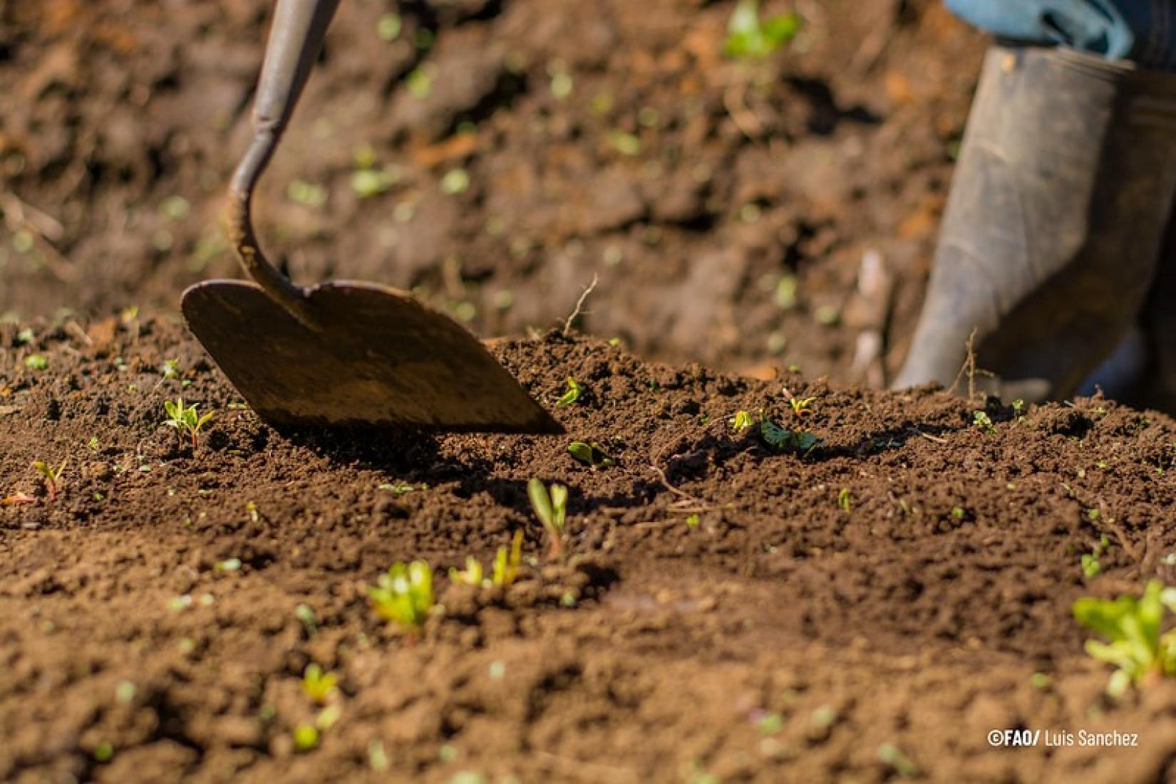 Os preços dos fertilizantes continuam altos e há sérios problemas de disponibilidade de estoques em nível global.