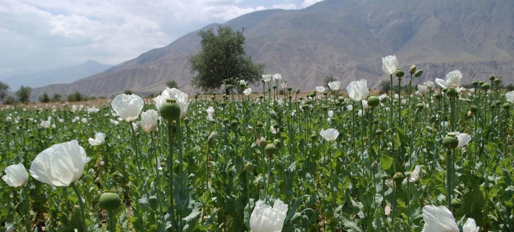 A produção mundial de ópio cresceu 7% entre 2020 e 2021 para 7.930 toneladas - predominantemente devido a um aumento da produção no Afeganistão. Entretanto, no mesmo período, a área mundial de cultivo da papoula caiu 16%,  para 246,8 mil hectares.