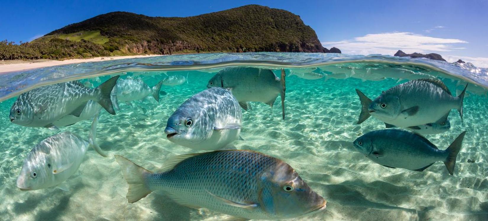 Cardume de peixes na Austrália.