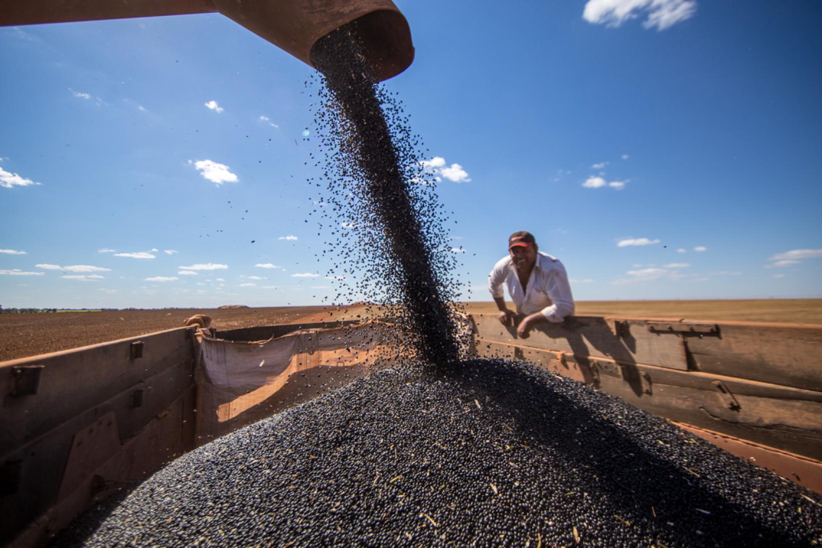 A FAO acredita que as sementes são o "seguro de vida" da nossa produção alimentar.