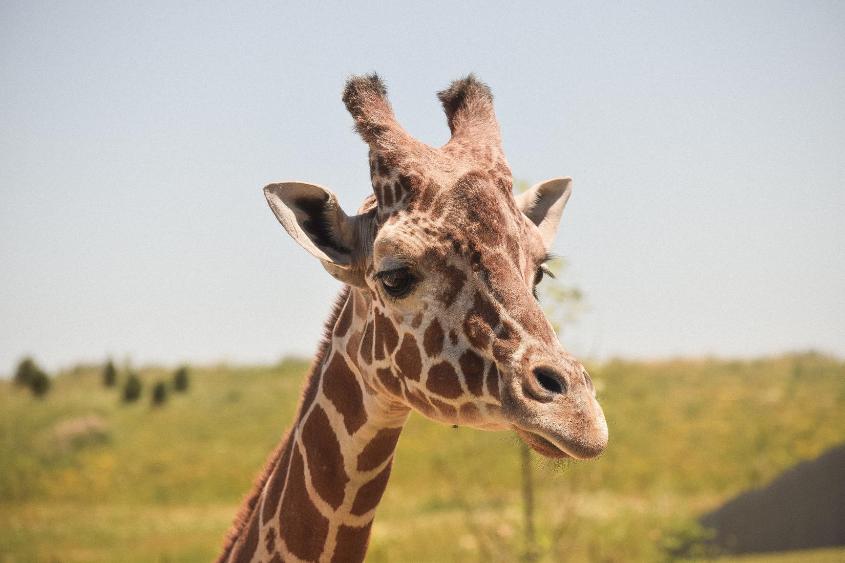 Estima-se que existam atualmente apenas cerca de 600 girafas da África Ocidental em estado selvagem.