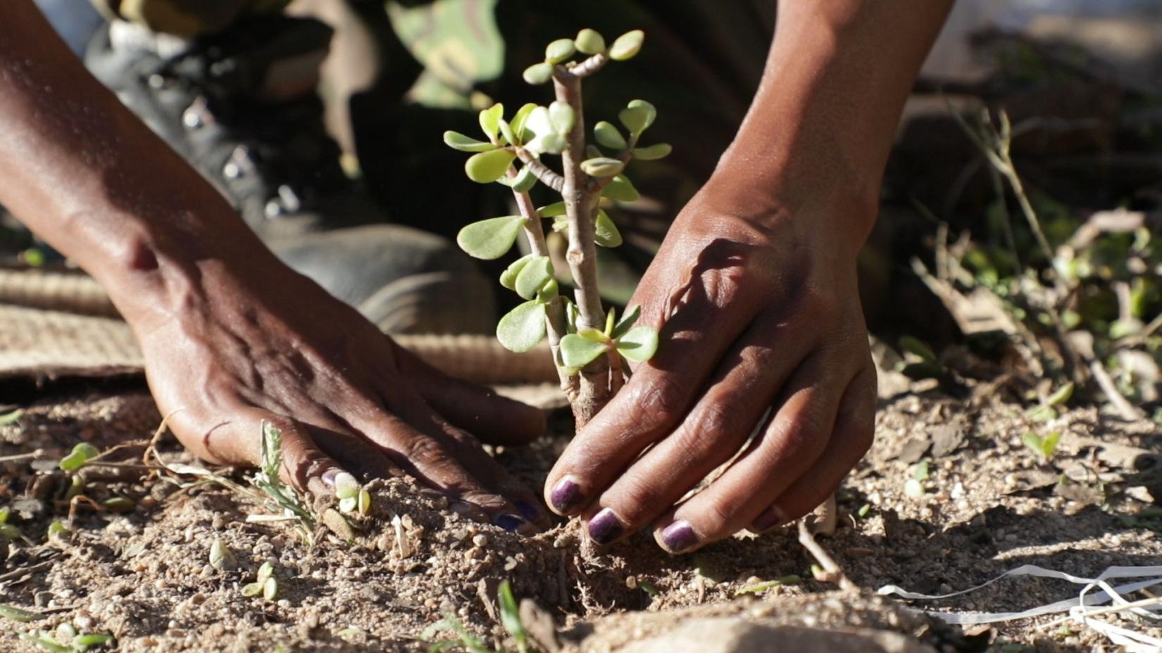 Um agricultor na África do Sul restaurando ecossistemas a partir do plantio de espécies nativas.