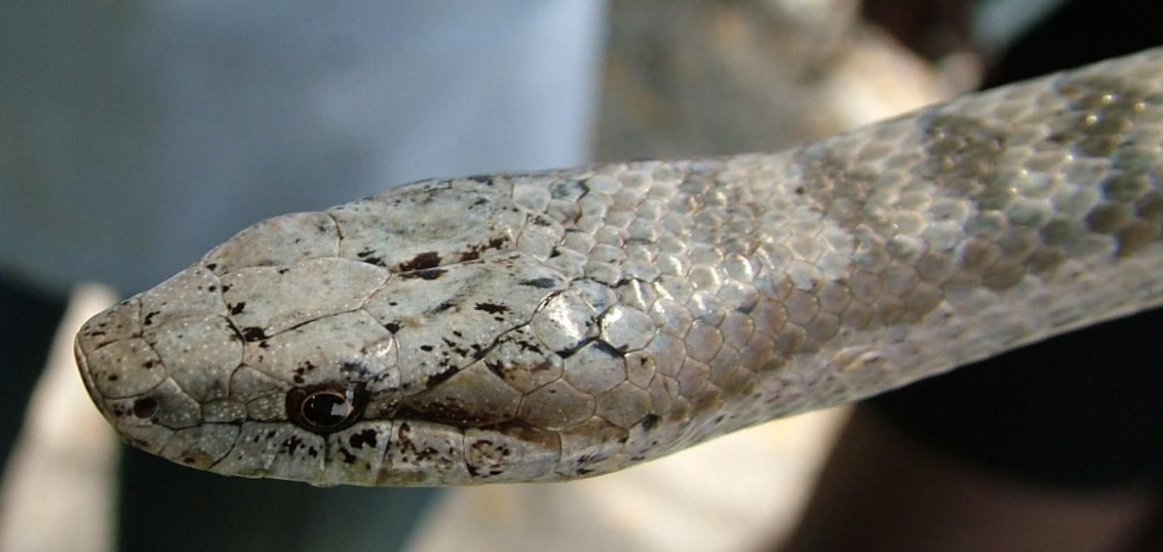 A Antiguan Racer, outrora a cobra mais rara do mundo, fez um incrível retorno.