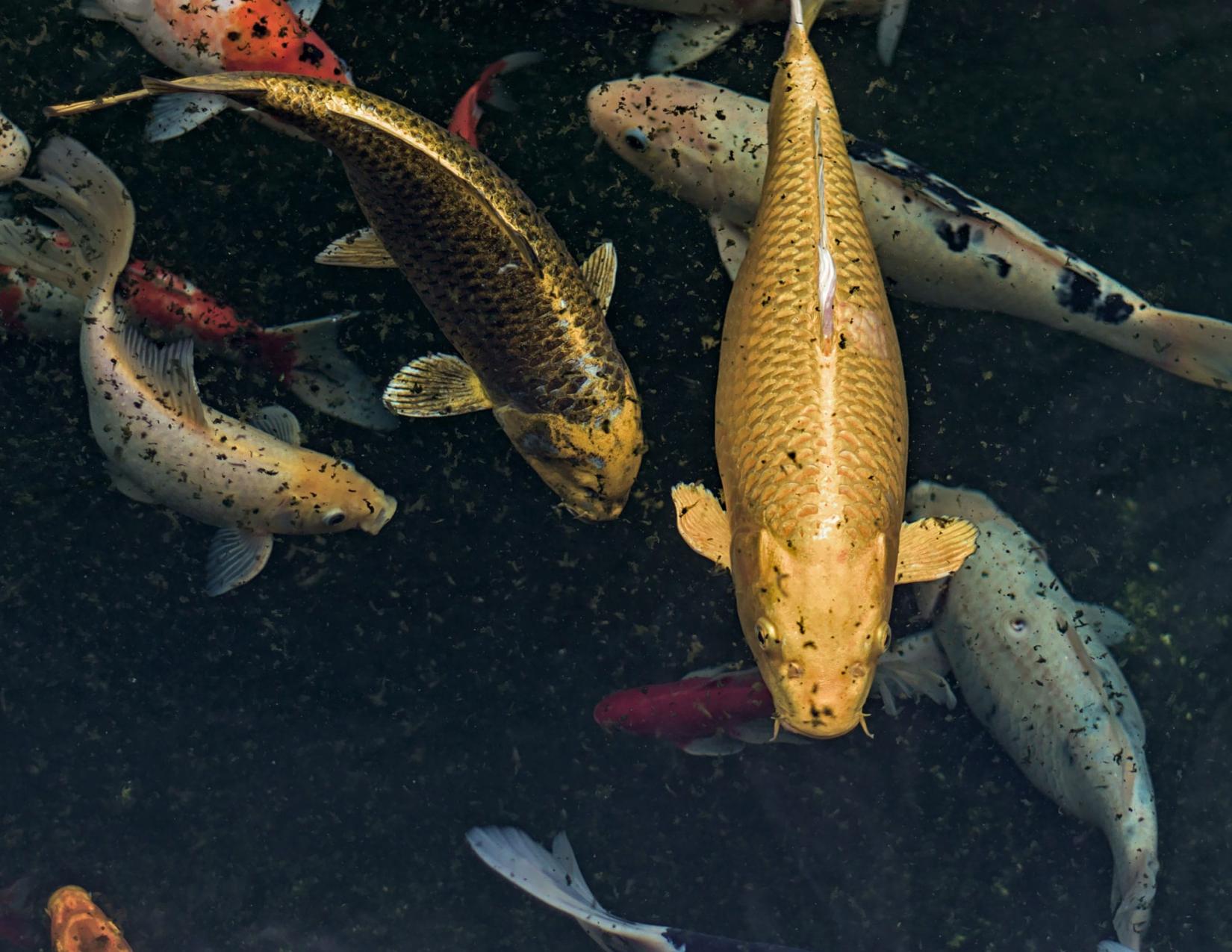 As escamas das carpas são grossas: limpe bem o peixe e tome cuidado com os ossos pequenos.