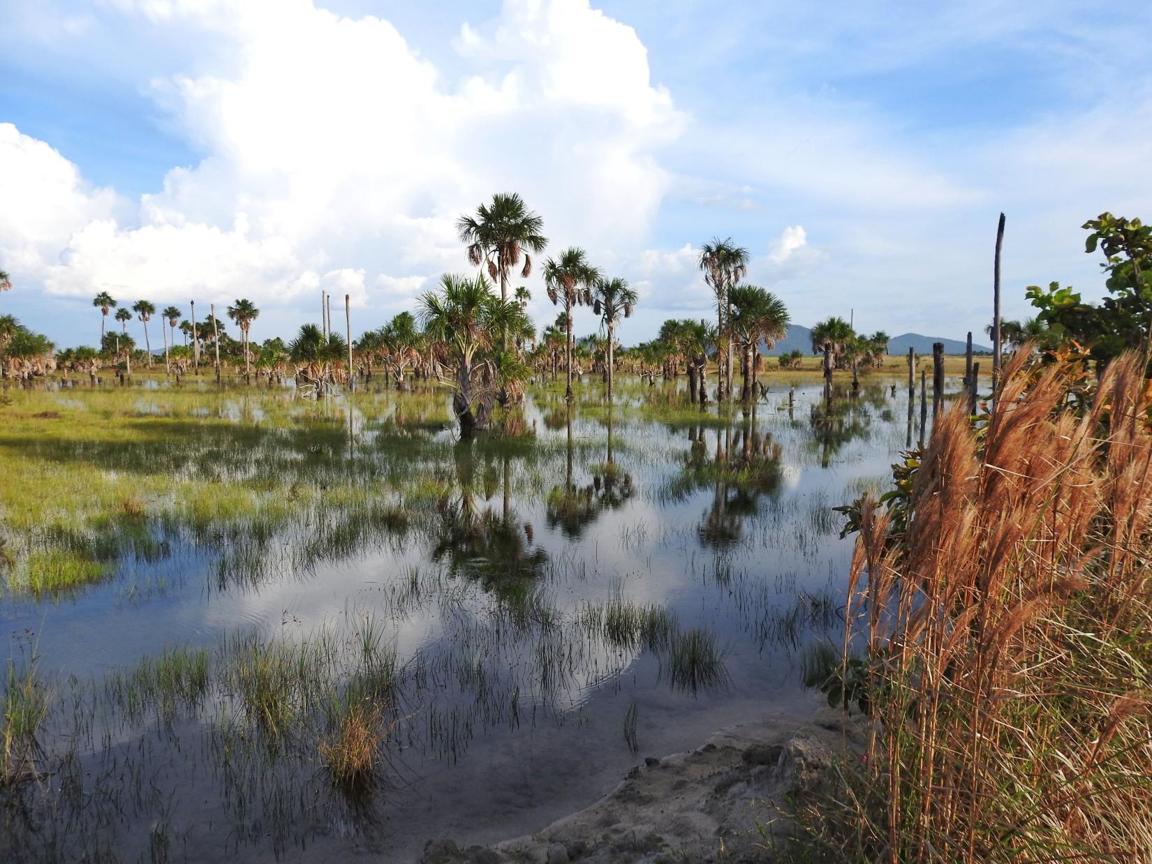 O projeto abrangerá aproximadamente 47,2 milhões de hectares no Cerrado.