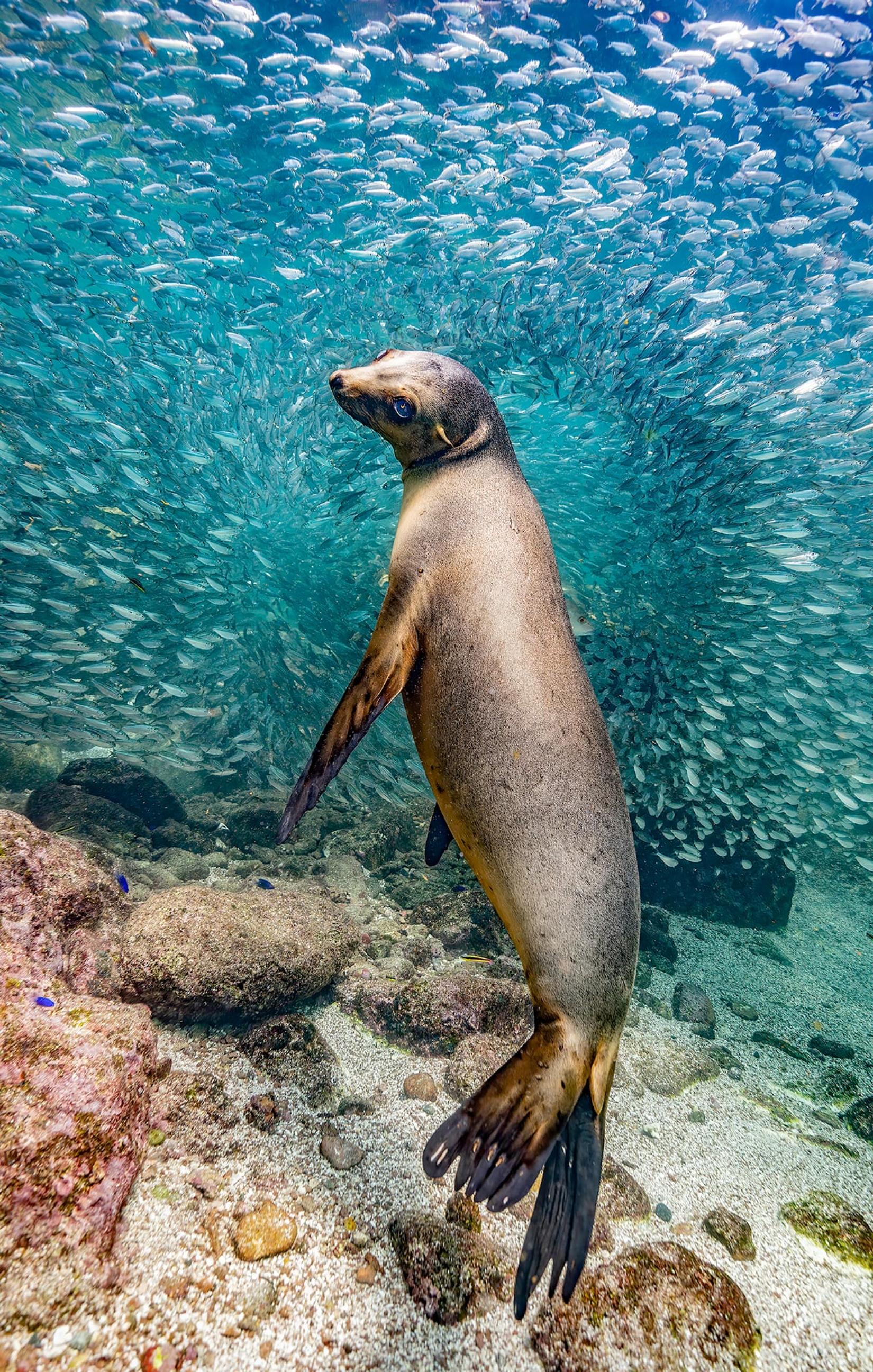 foca no fundo do mar com cardume de peixes ao fundo, em água transparente