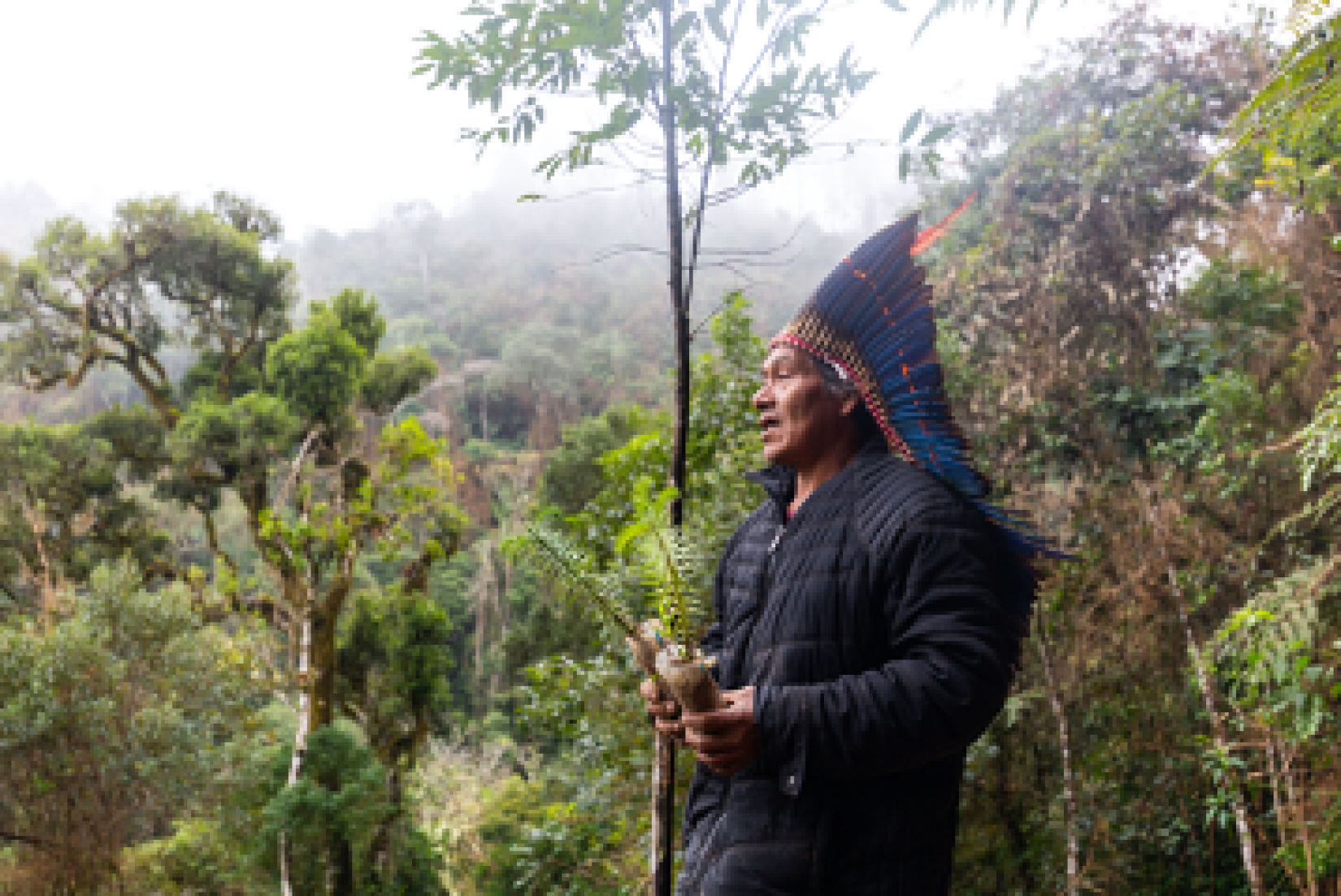 O Instituto Zág é uma organização indígena liderada por jovens indígenas brasileiros que se concentra no reflorestamento e na preservação do conhecimento tradicional sobre a árvore araucária. 