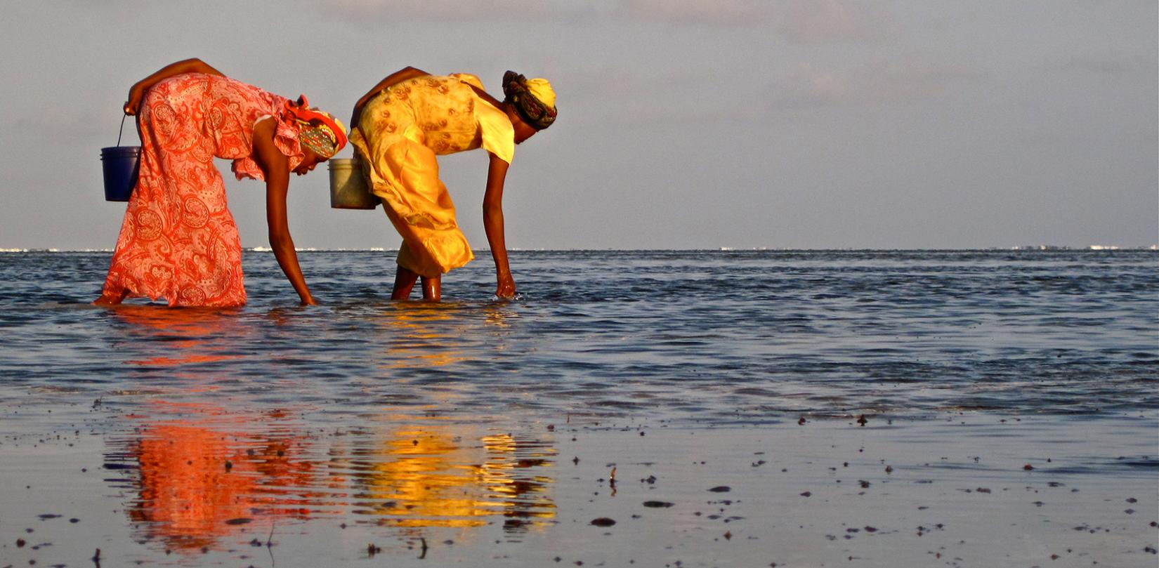 Mulheres colhendo algas marinhas em Zanzibar, República Unida da Tanzânia. Créditos: Des Bowden/Competição de Fotos para o Dia Mundial dos Oceanos 2019. 