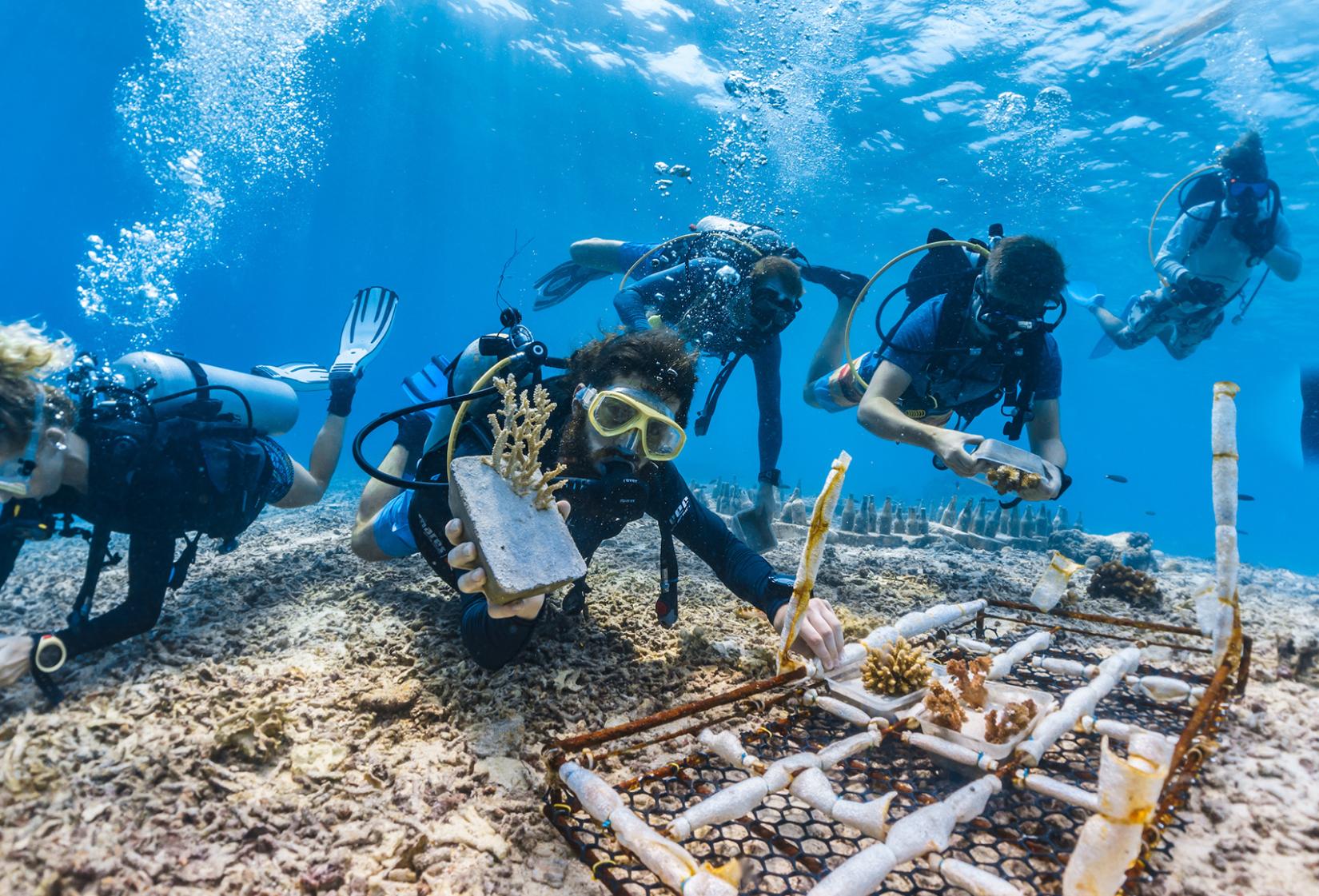 Voluntários trabalham arduamente como parte de um projeto de restauração de corais na ilha de Pom Pom em Sabah, na Malásia.