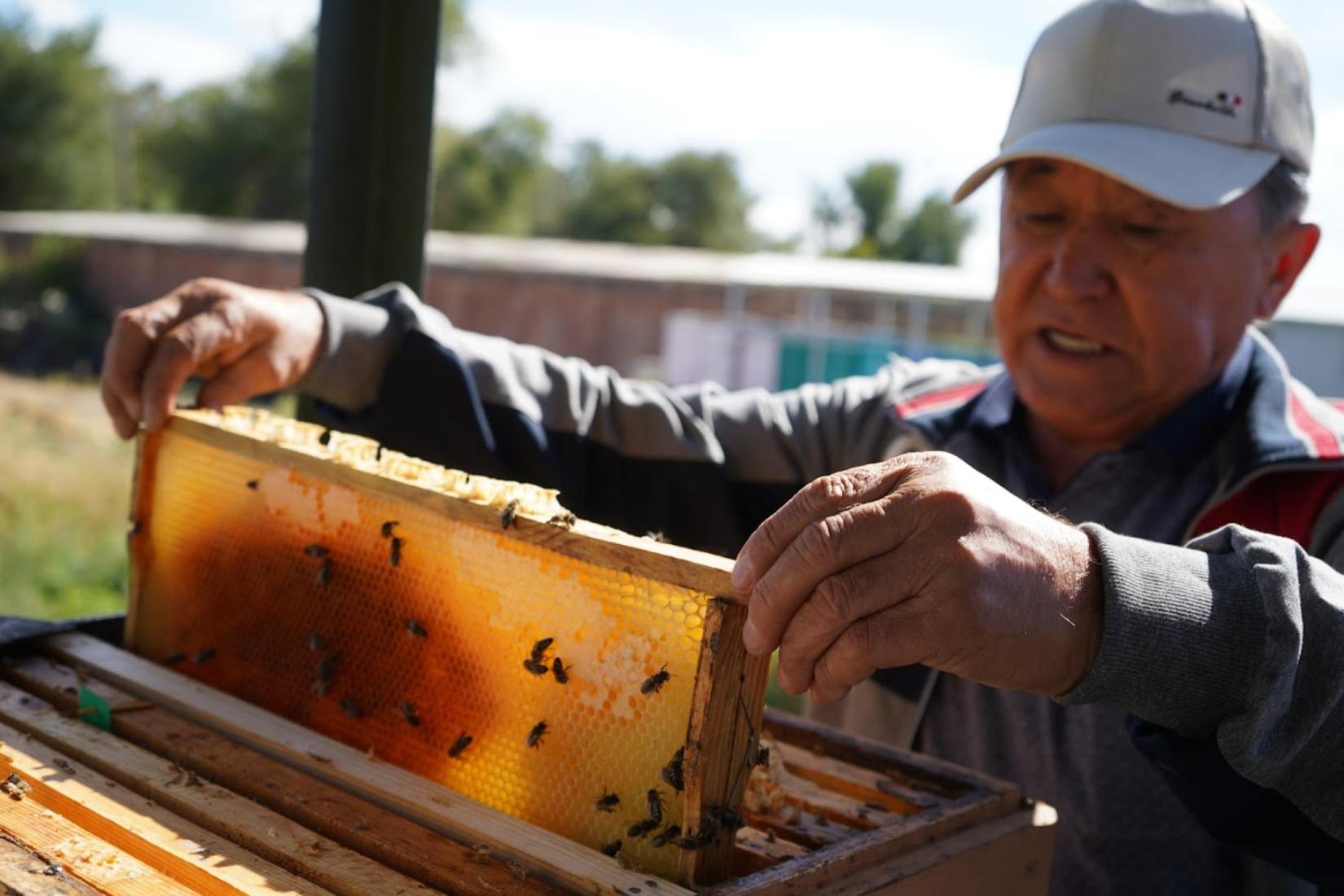 Ryash Stambekov, apicultor do vilarejo de Bakanas (região de Almaty), que recebeu apoio do projeto de empréstimo Eco-Damu do PNUD. Crédito da foto_ Elnara Bainazarova, UN Kazakhstan.jpg