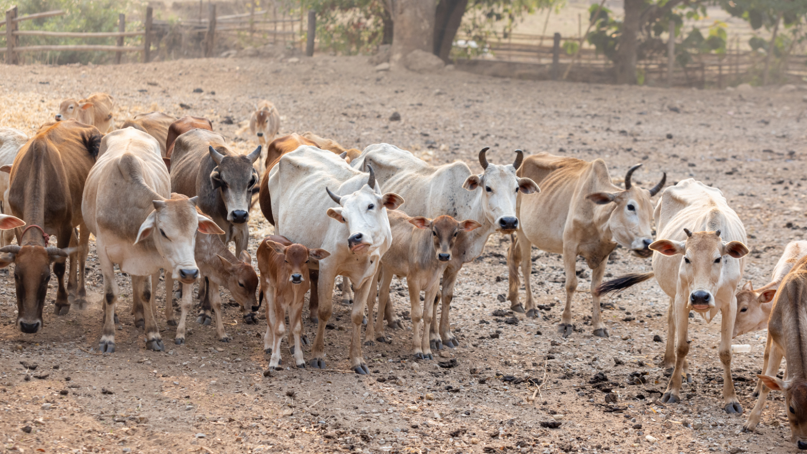 As emissões de animais — provenientes de esterco e liberações gastroentéricas — são responsáveis por cerca de 32% das emissões de metano causadas pelo ser humano.