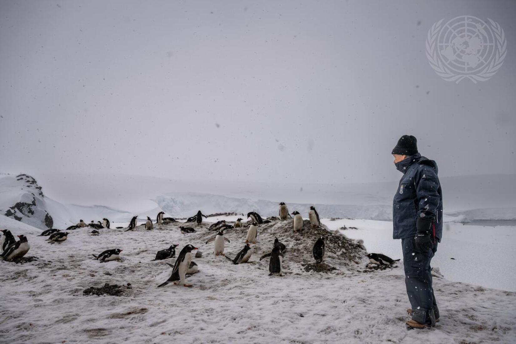 O secretário-geral da ONU, António Guterres, caminha entre pinguins na Base General Bernardo O'Higgins, na Antártida, em 24 de novembro de 2023. 