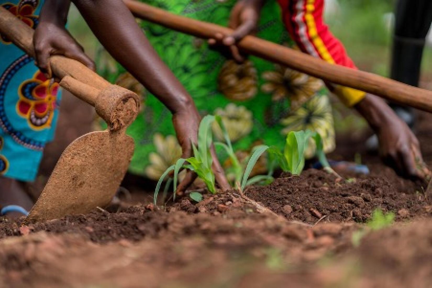 Além das vantagens imediatas para as crianças, as modificações nas iniciativas globais de alimentação escolar podem gerar ações ambientalmente sustentáveis impulsionadas pela demanda local nos sistemas alimentares.