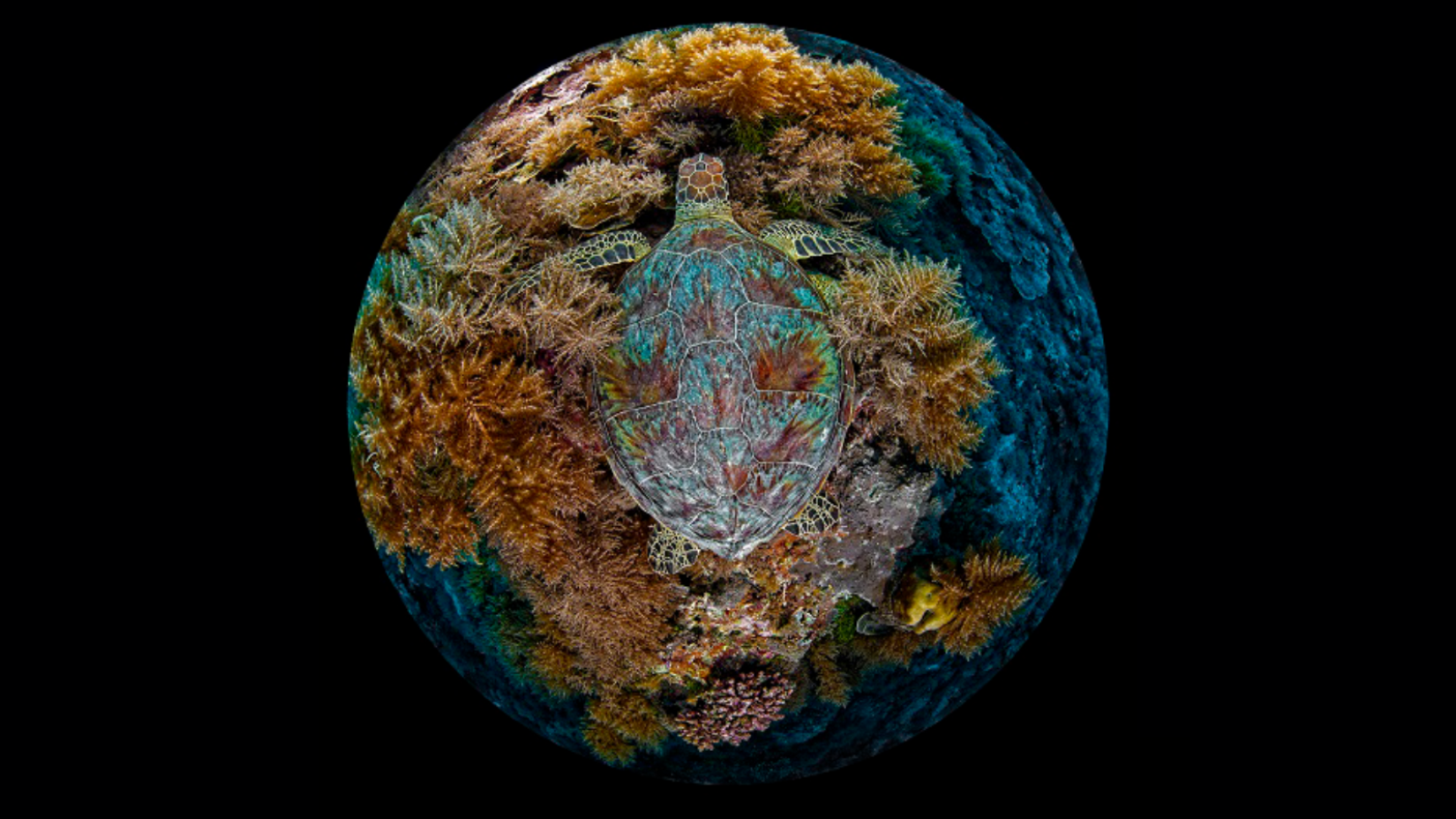 Tartaruga verde em recife de coral. Créditos: Volger/Concurso de Fotos da ONU para o Dia Mundial dos Oceanos. 