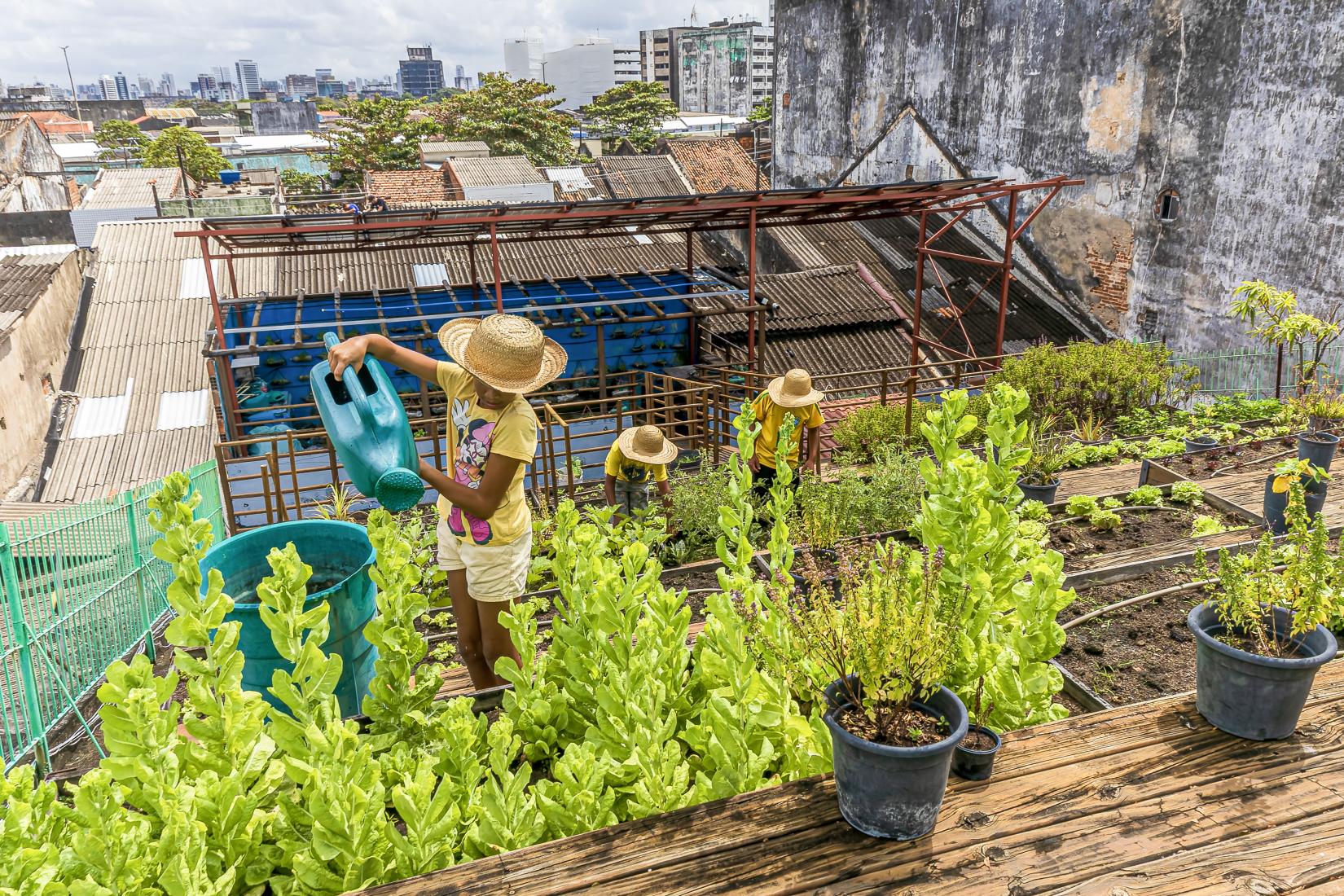 O jardim no telhado que alimenta a comunidade