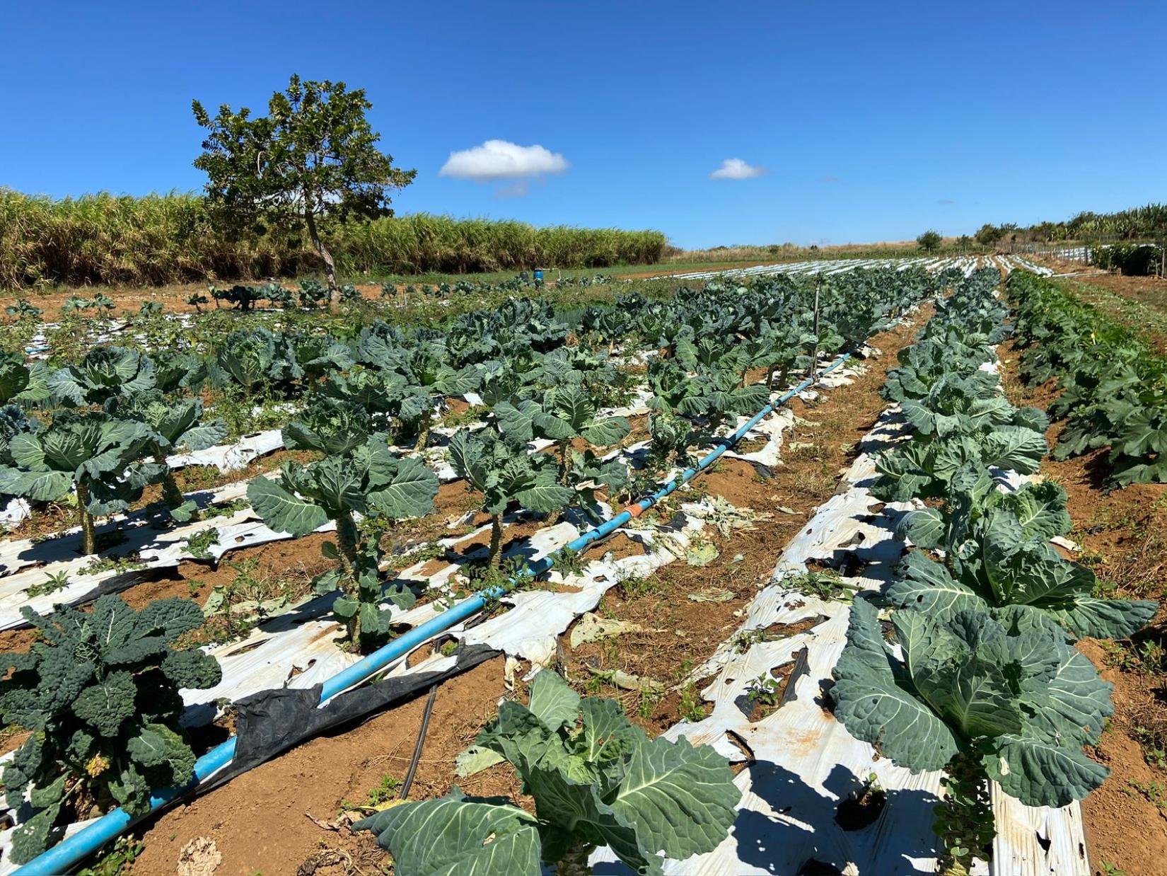 Em sua propriedade de 10 hectares, ele produz morangos, cenouras, beterrabas, alfaces, repolhos e batatas. Além de atender a feiras e mercados, sua produção faz parte da alimentação de estudantes da rede pública de ensino de Brasília, que conta com cerca de 450 mil pessoas. 