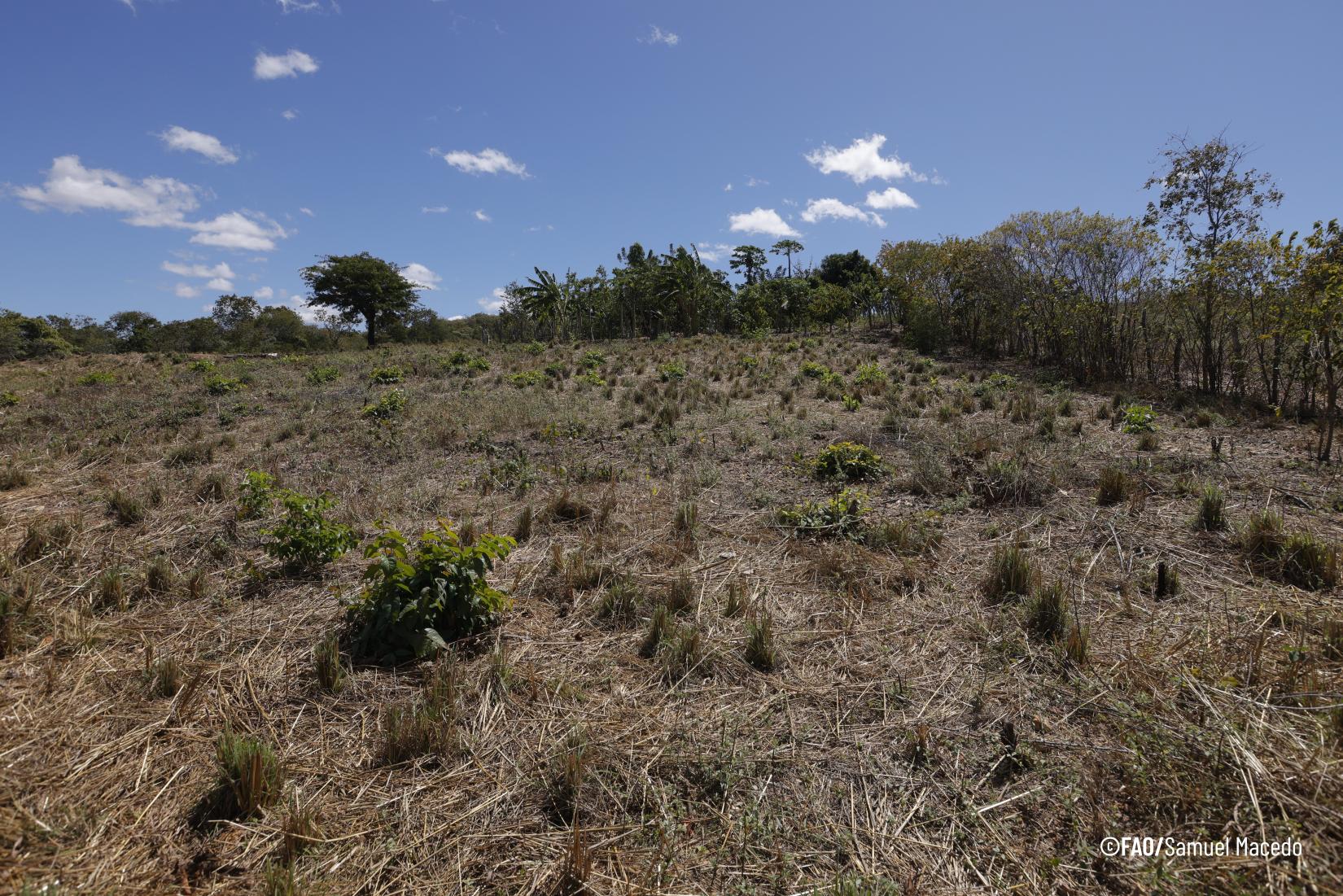 O projeto REDESER busca interromper e reverter o processo de desertificação, por meio de ações para enfrentar as causas da degradação do solo e da perda de biodiversidade nos ecossistemas da Caatinga e em Áreas Suscetíveis à Desertificação, que cobrem 1,34 milhão de km2 (16% do Brasil) e abrigam 34,8 milhões de pessoas (17%) em 1.490 municípios (27%).