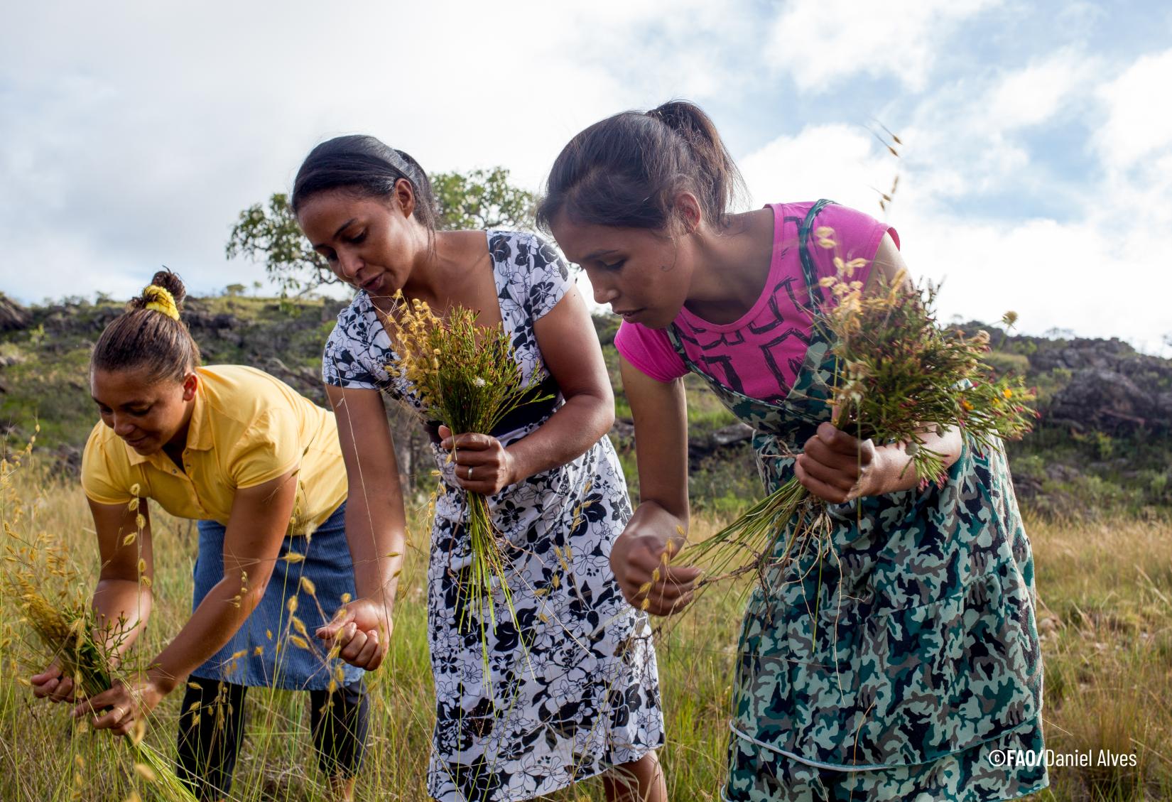 De abril a outubro, os coletores e suas famílias sobem às montanhas para colher as principais flores "sempre-vivas", permanecendo lá por semanas. Esse período também representa um momento de encontro das comunidades, promovendo a socialização.