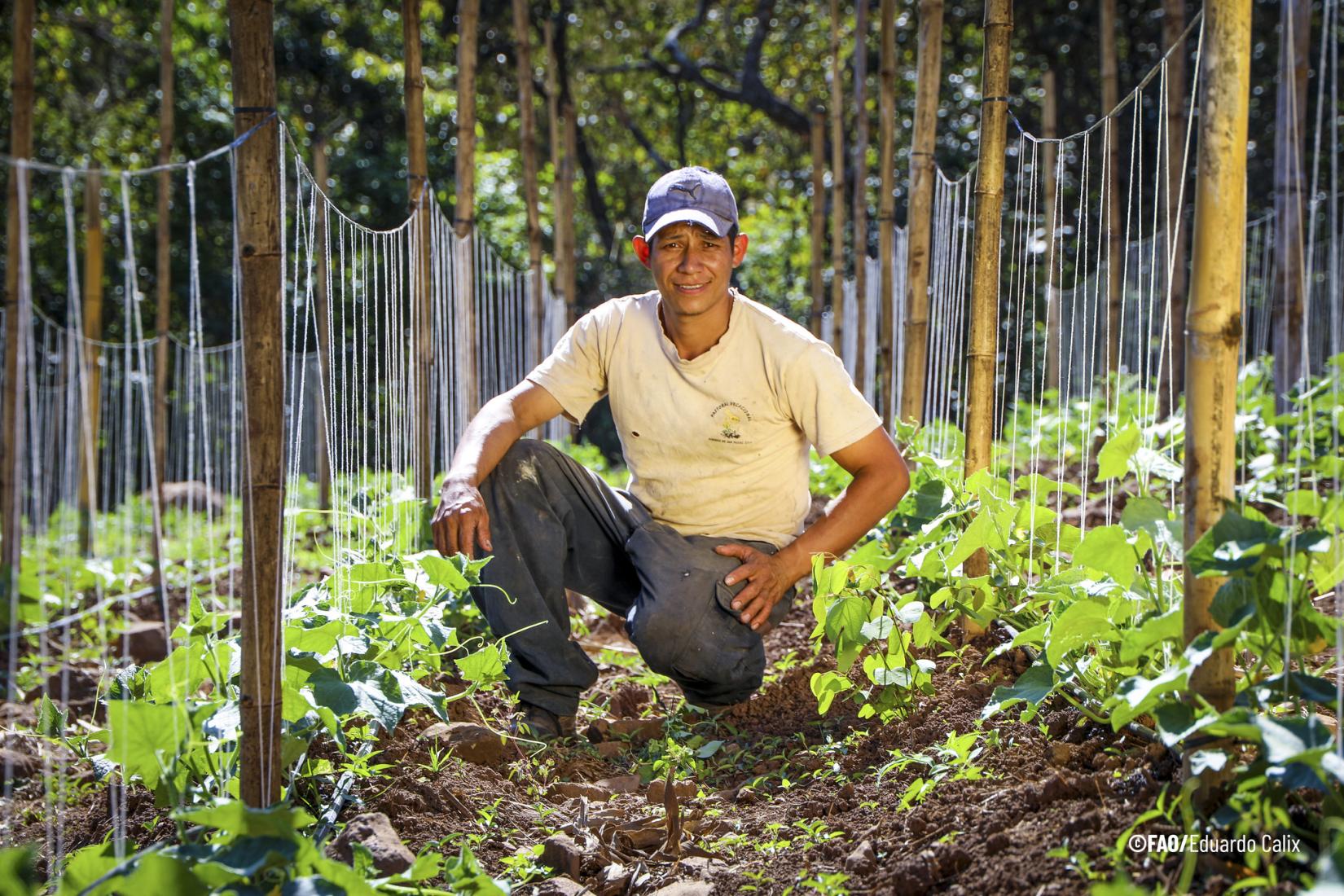 O Panorama 2024 informa que a América Latina e o Caribe registraram uma redução na prevalência de fome e insegurança alimentar, sendo a única região no mundo com essa tendência. A prevalência de subalimentação caiu de 6,6% em 2022 para 6,2% em 2023, mantendo a queda observada entre 2021 e 2022. Isso significa que 2,9 milhões de pessoas deixaram de sofrer com a fome na região em comparação ao ano anterior.