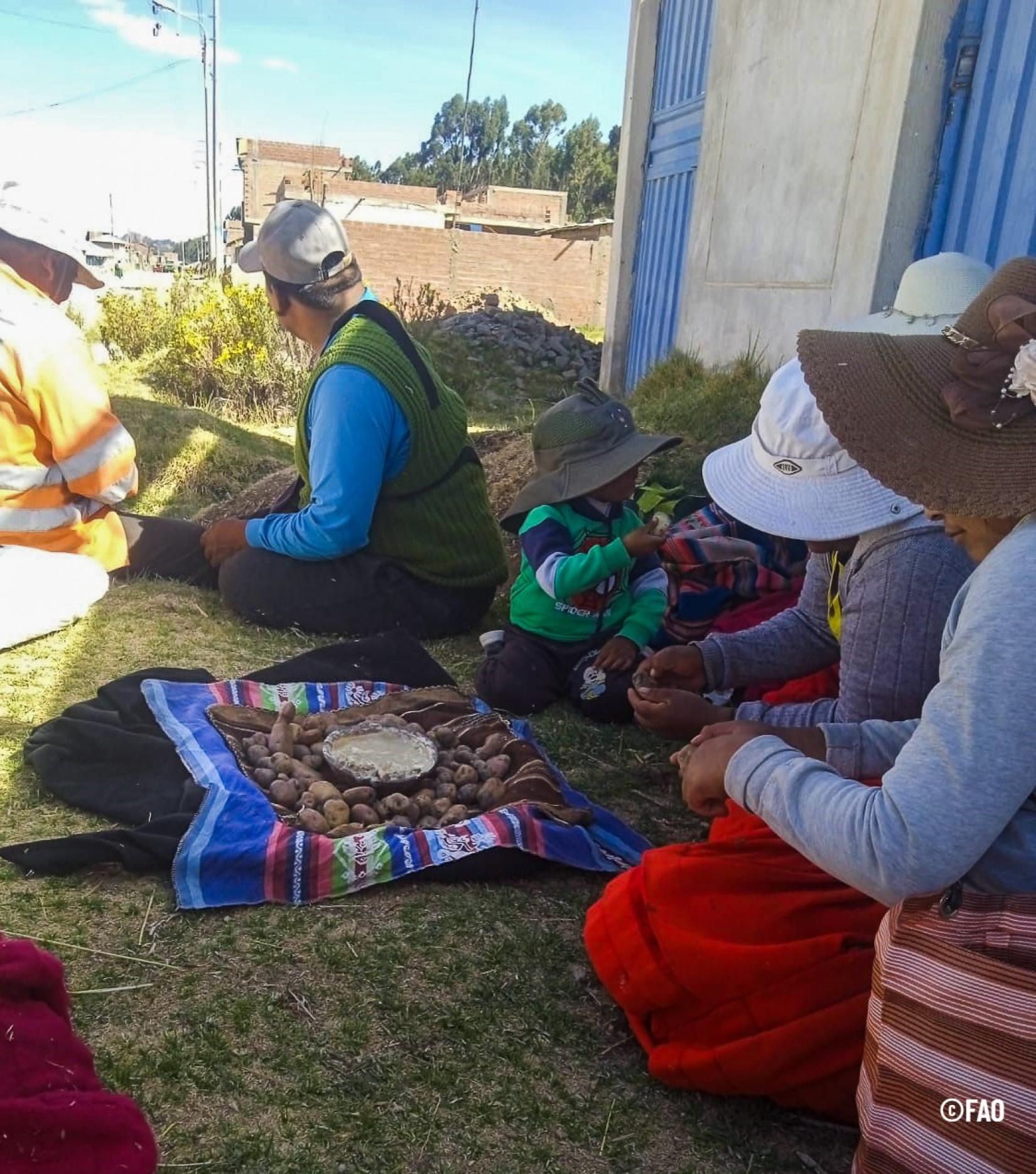 As produtoras agrícolas em Puno, no Peru, recuperaram mais de 50 variedades de sementes de batata, quinoa, mashua, oca, olluco, cañihua e feijões.