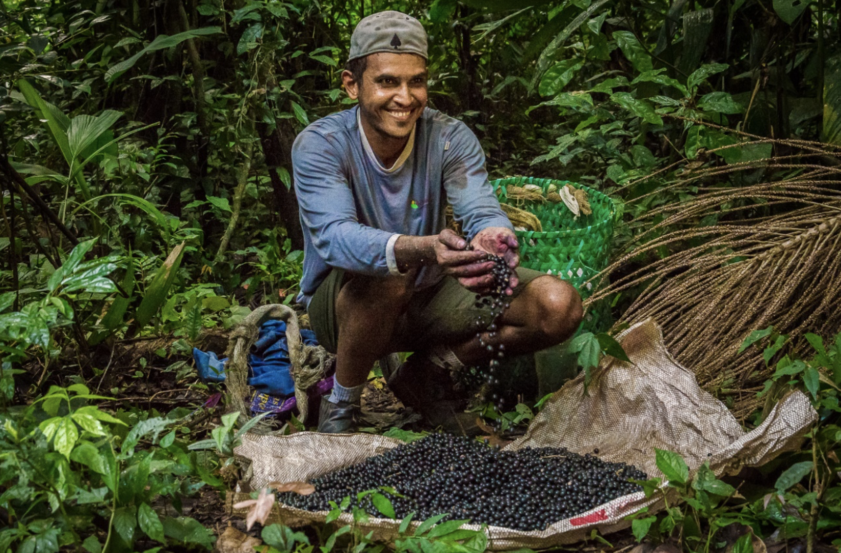 PSA contribui para conservação e sociobioversidade: Ribeirinho amazônida colhendo seu açaí