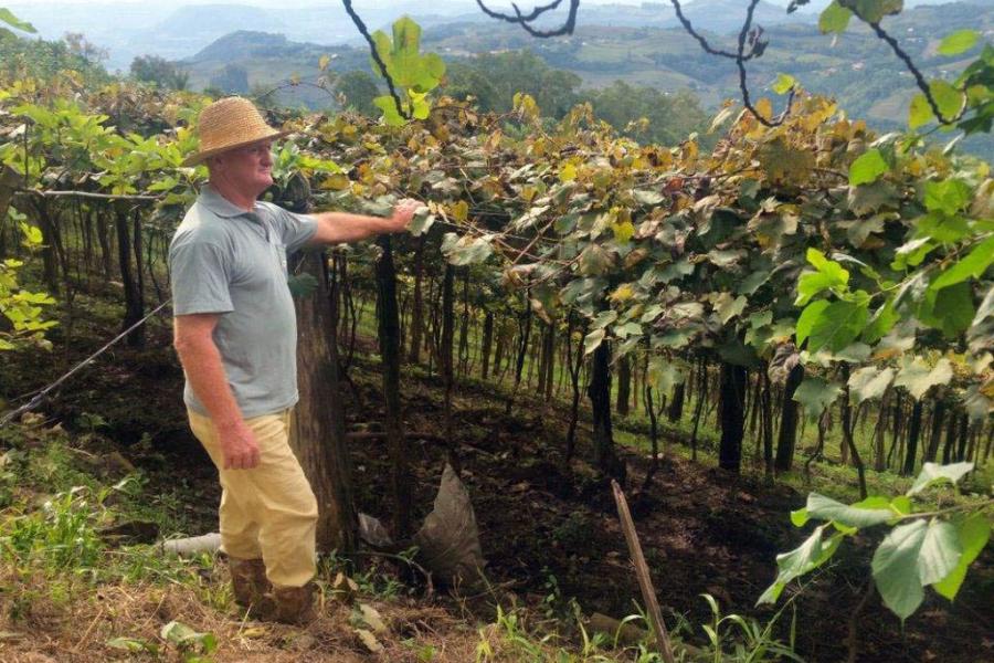 O produtor Raimundo Zucchi, em sua propriedade na Linha Eulália, zona rural de Bento Gonçalves, onde planta sete variedades de uva 