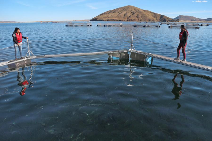 No Peru, Marisol Churacutipa e Reyna Callata inspecionam trutas presas em jaulas flutuantes, exemplo de inovação tecnológica que pode ser usada por outros países da região.